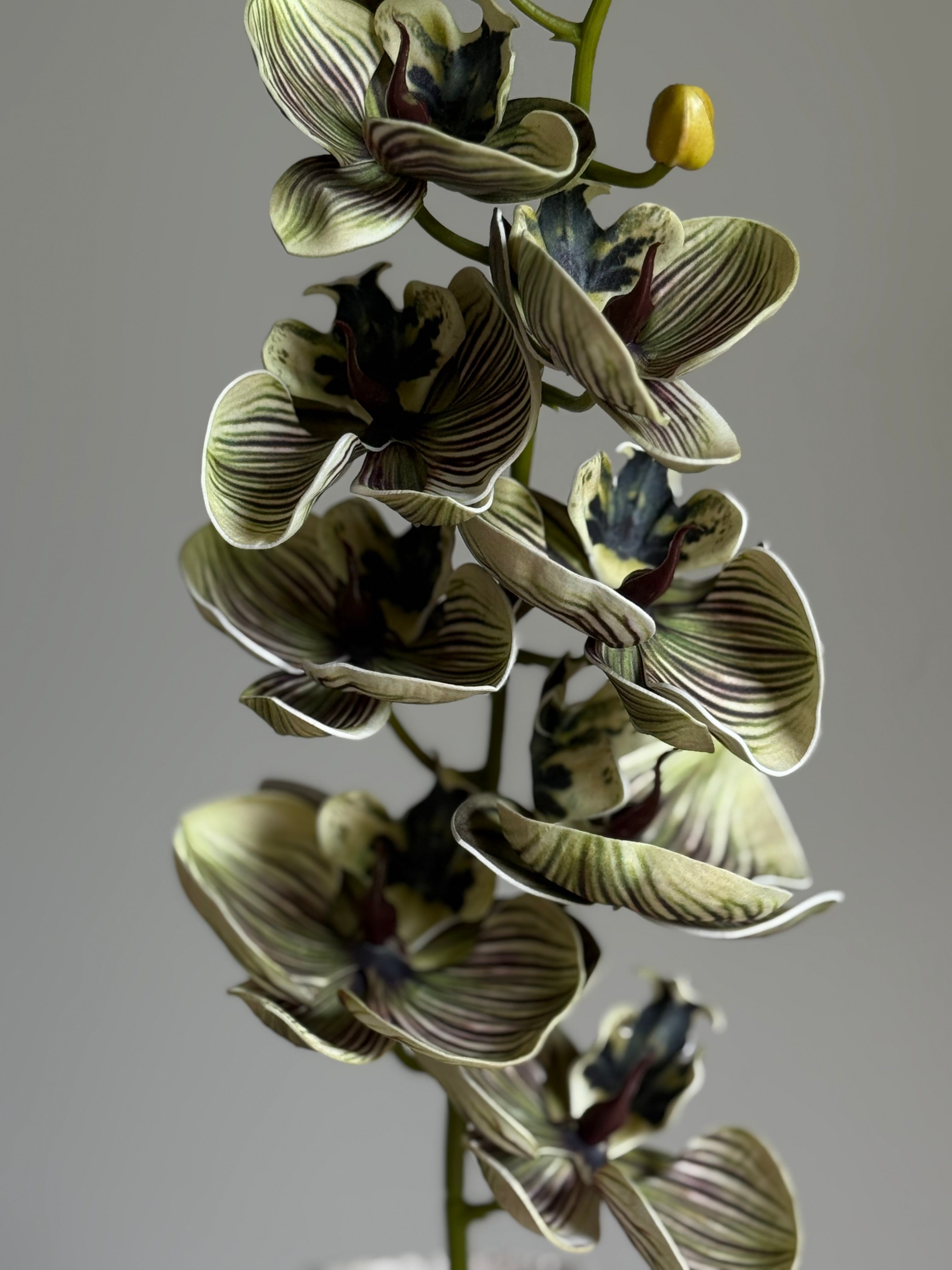 Orkidé grønn/mørke toner