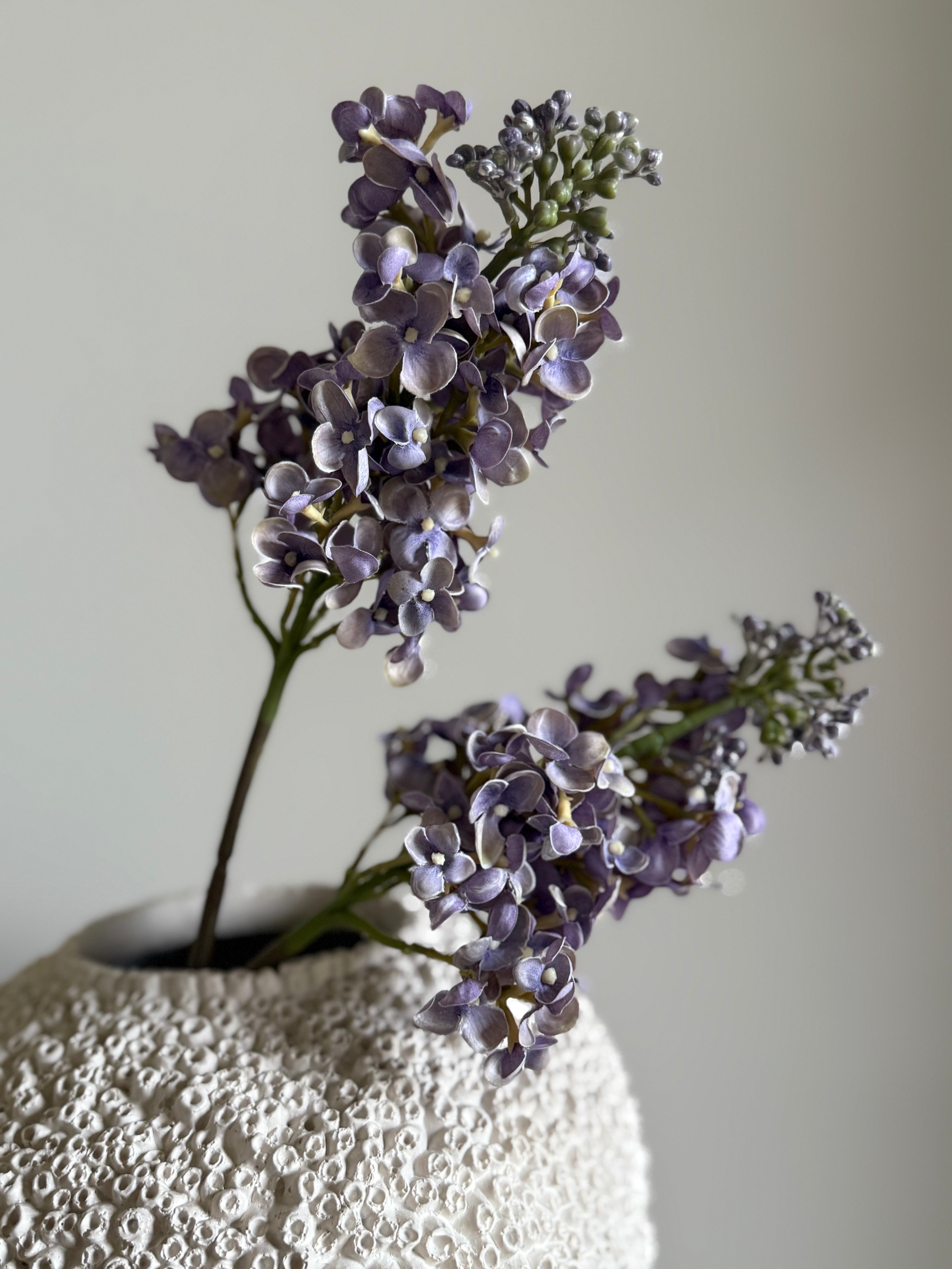 Syrinhortensia lilla