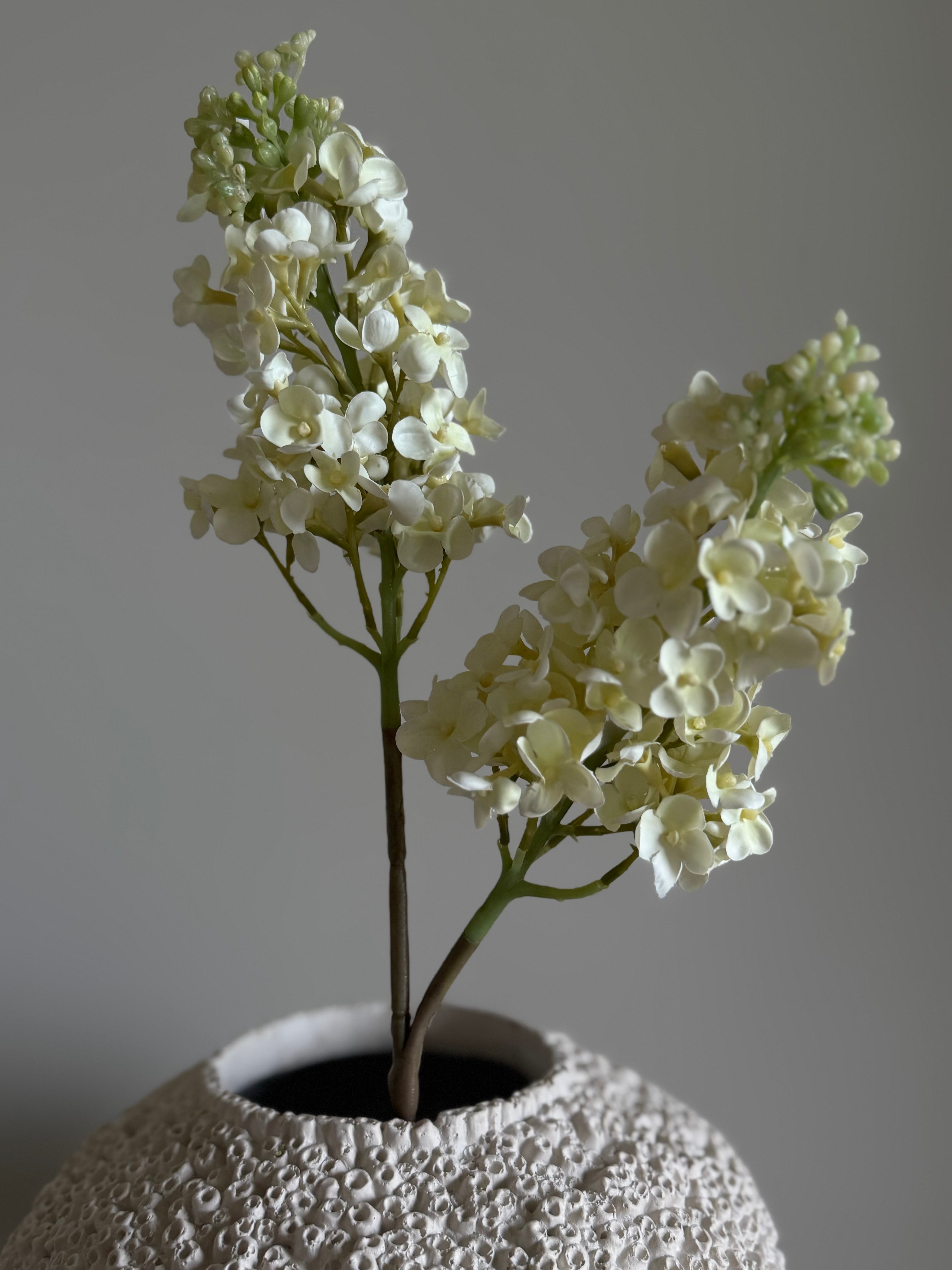 Syrinhortensia kremhvit