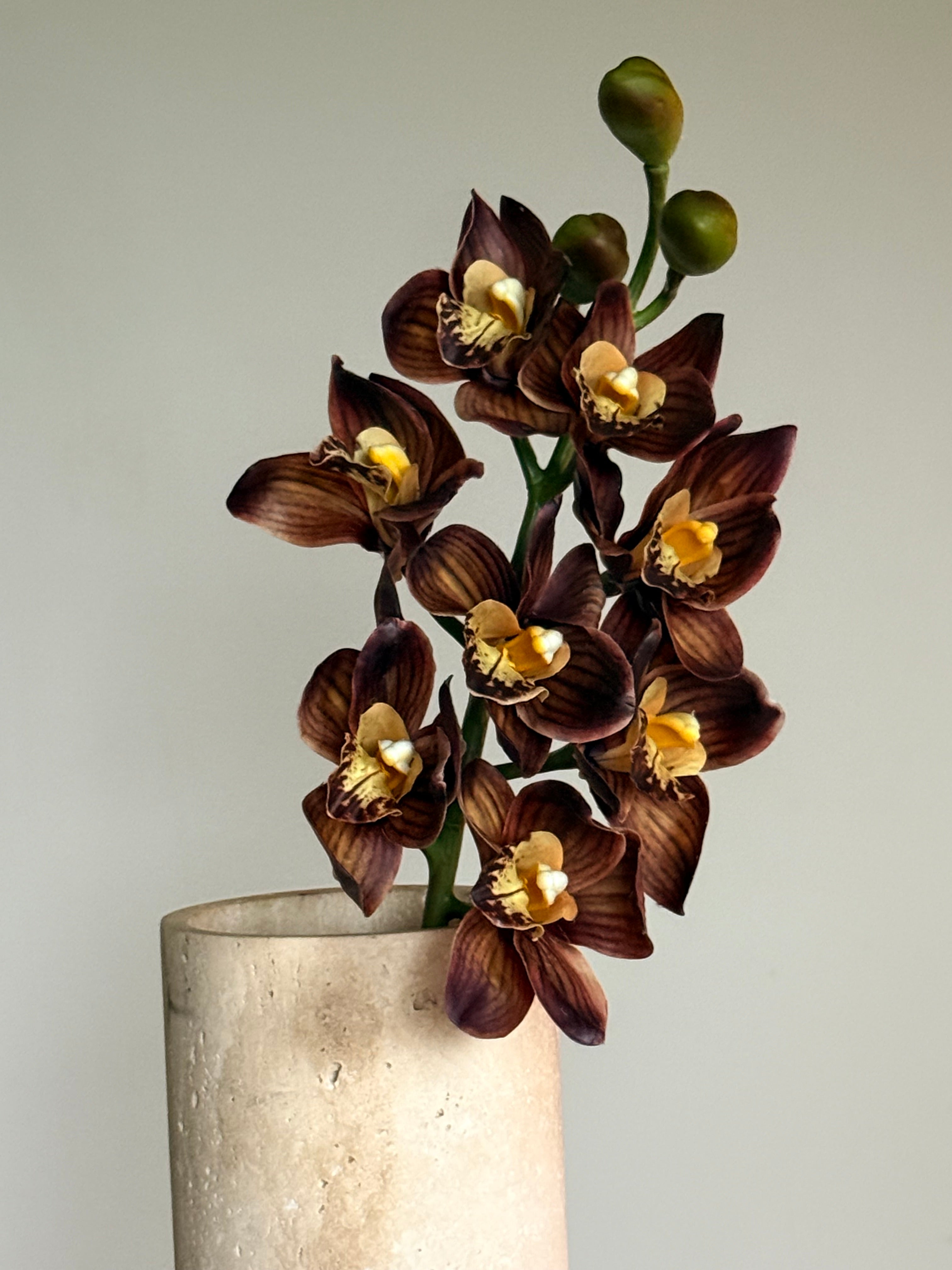 Cymbidium høst
