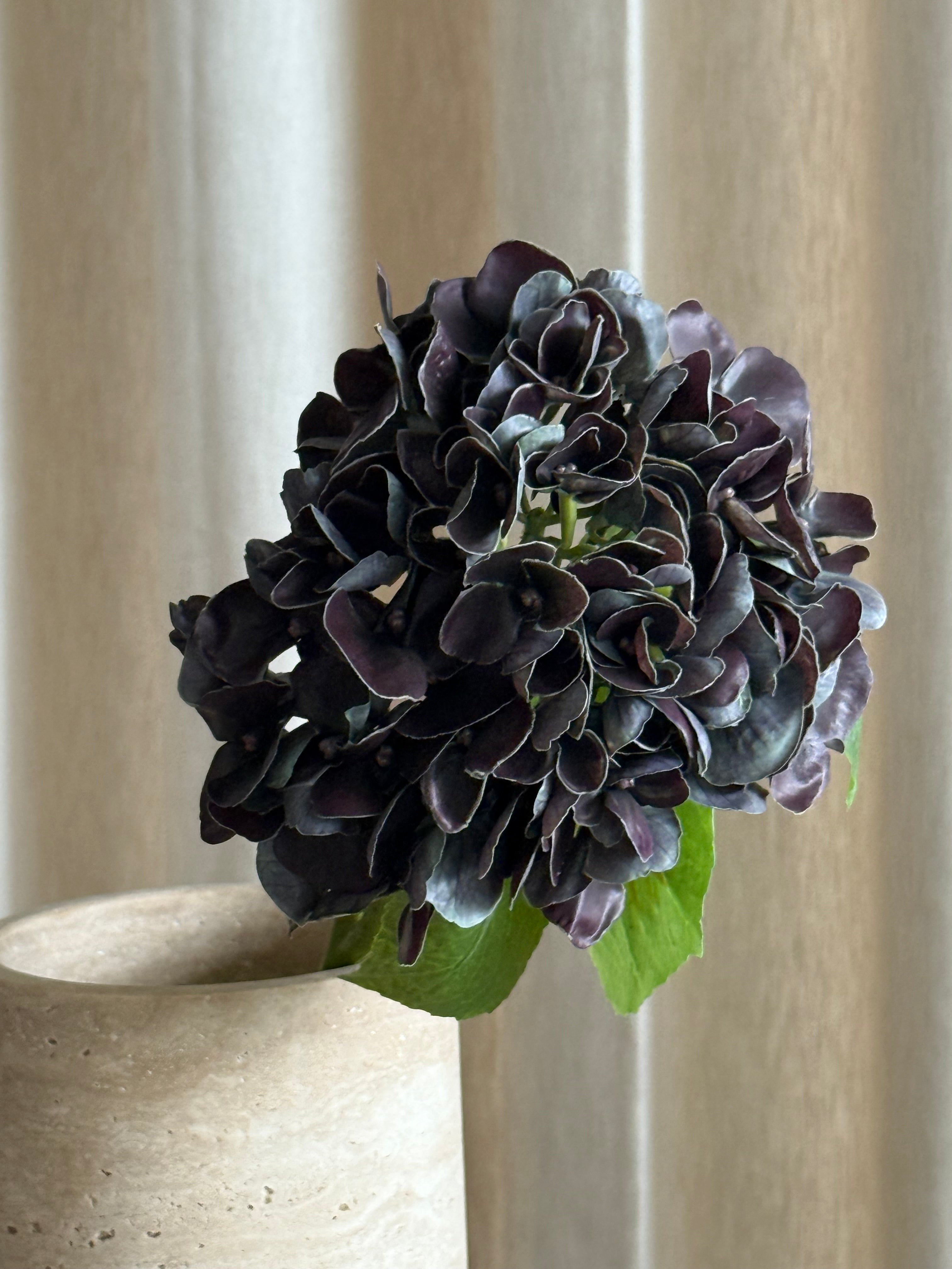 Hortensia dark purple