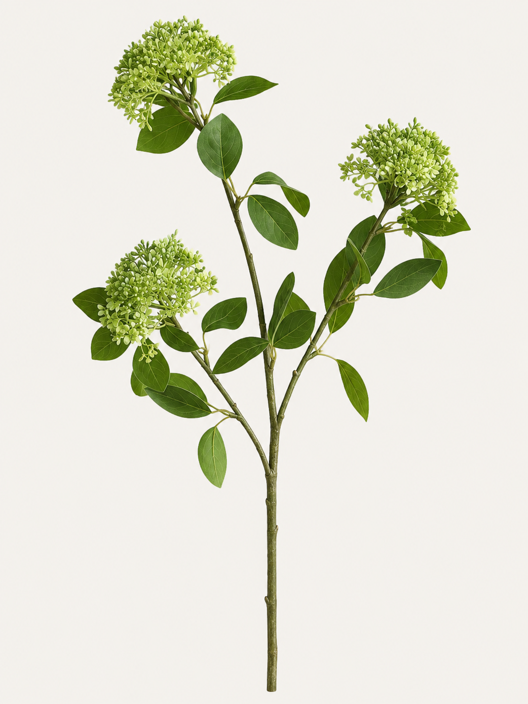 Viburnum