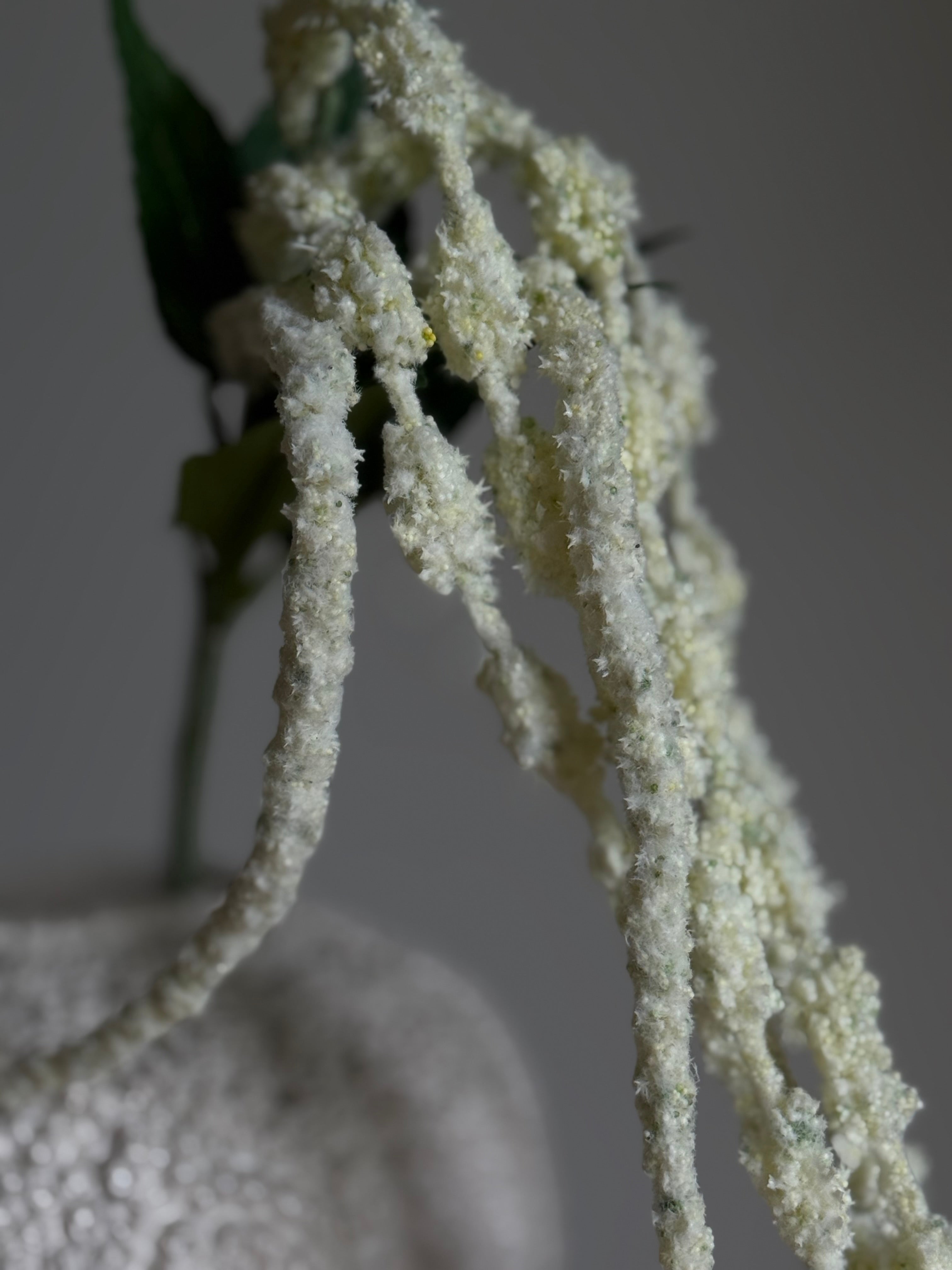 Amaranthus frosty hvit