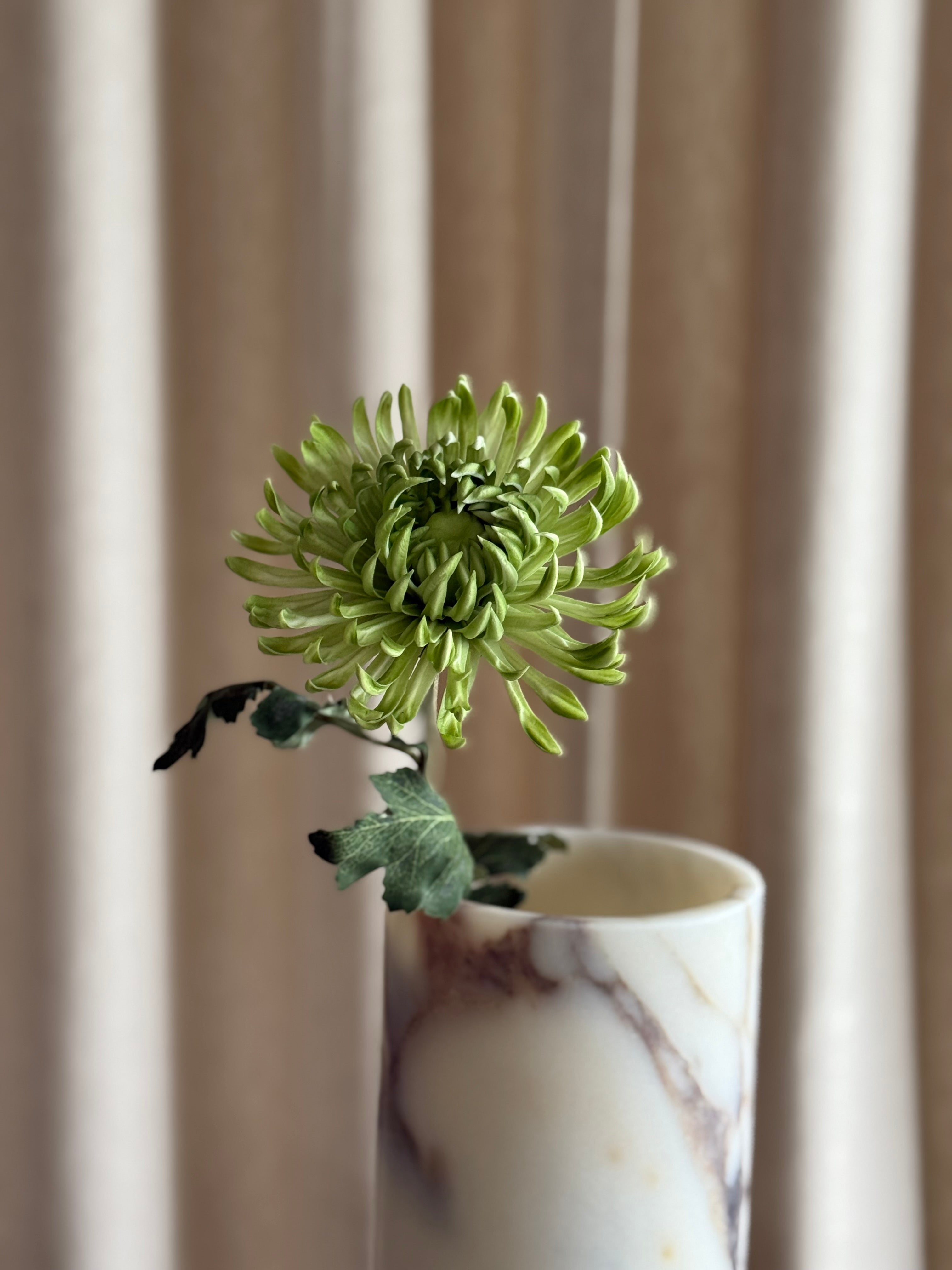 Krysantemum stilk med runde fyldige blomsterhoder – naturtro detaljer i overflaten