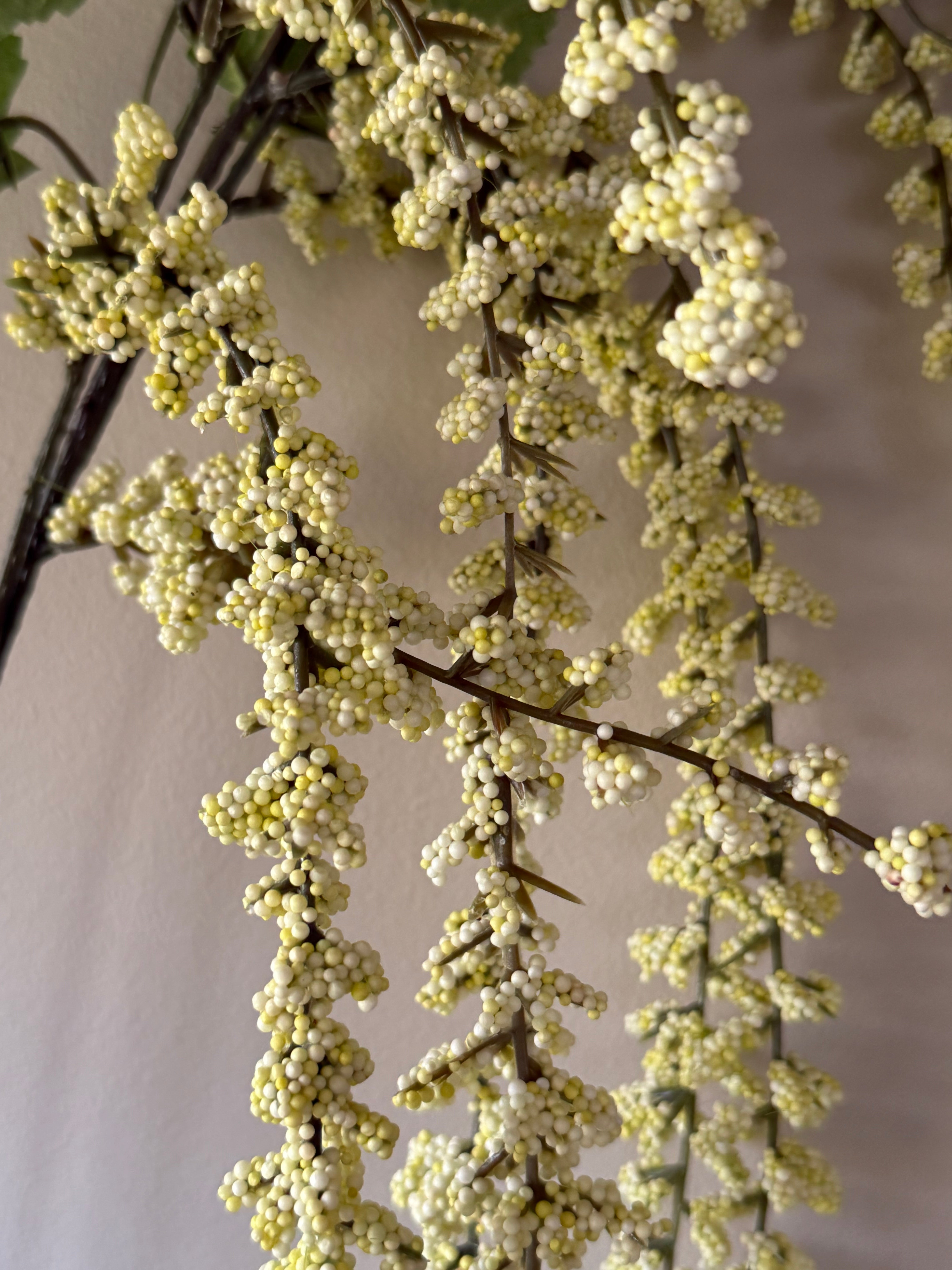 Amaranthus lys grønn/hvit