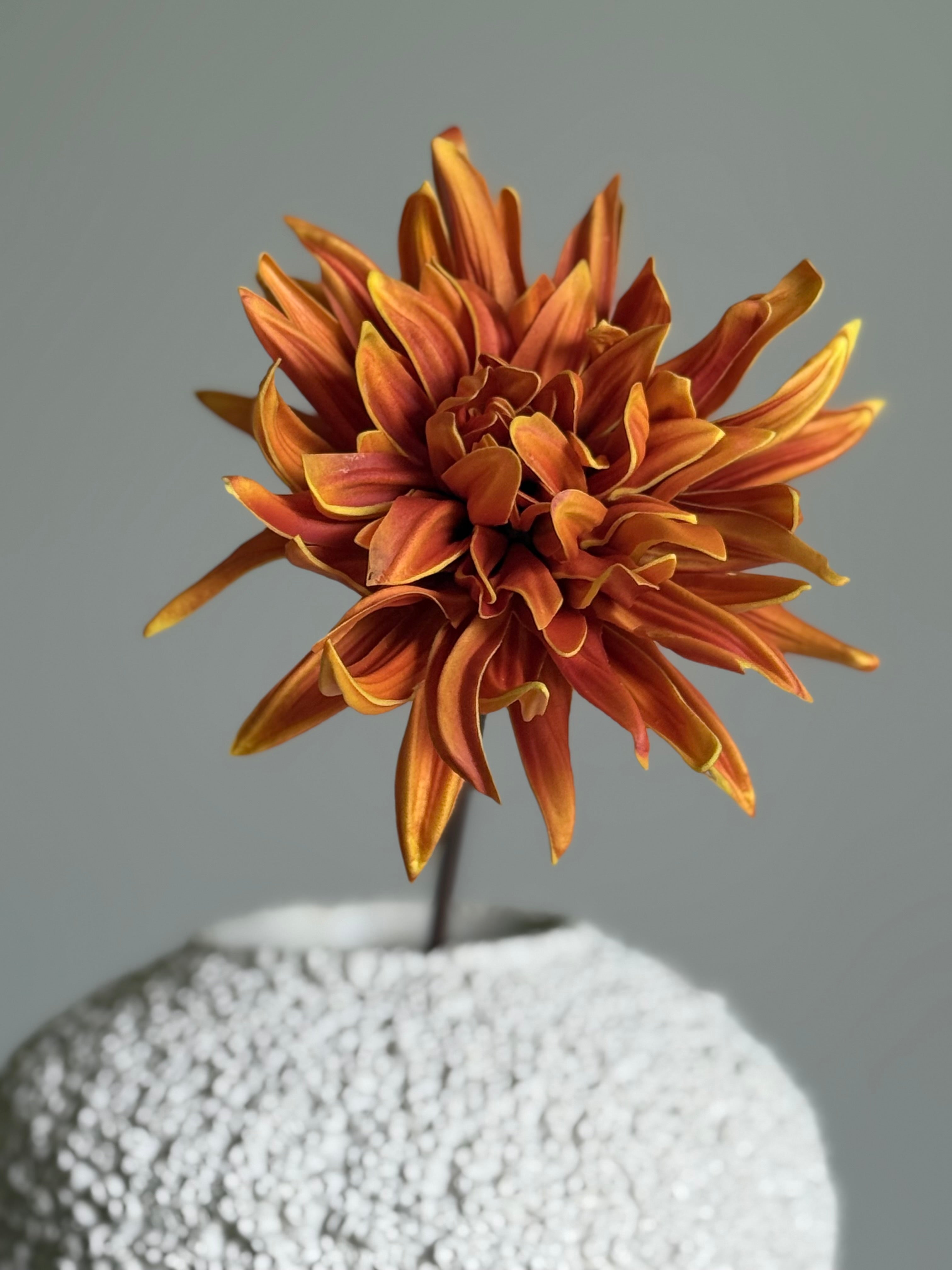 Dahlia orange