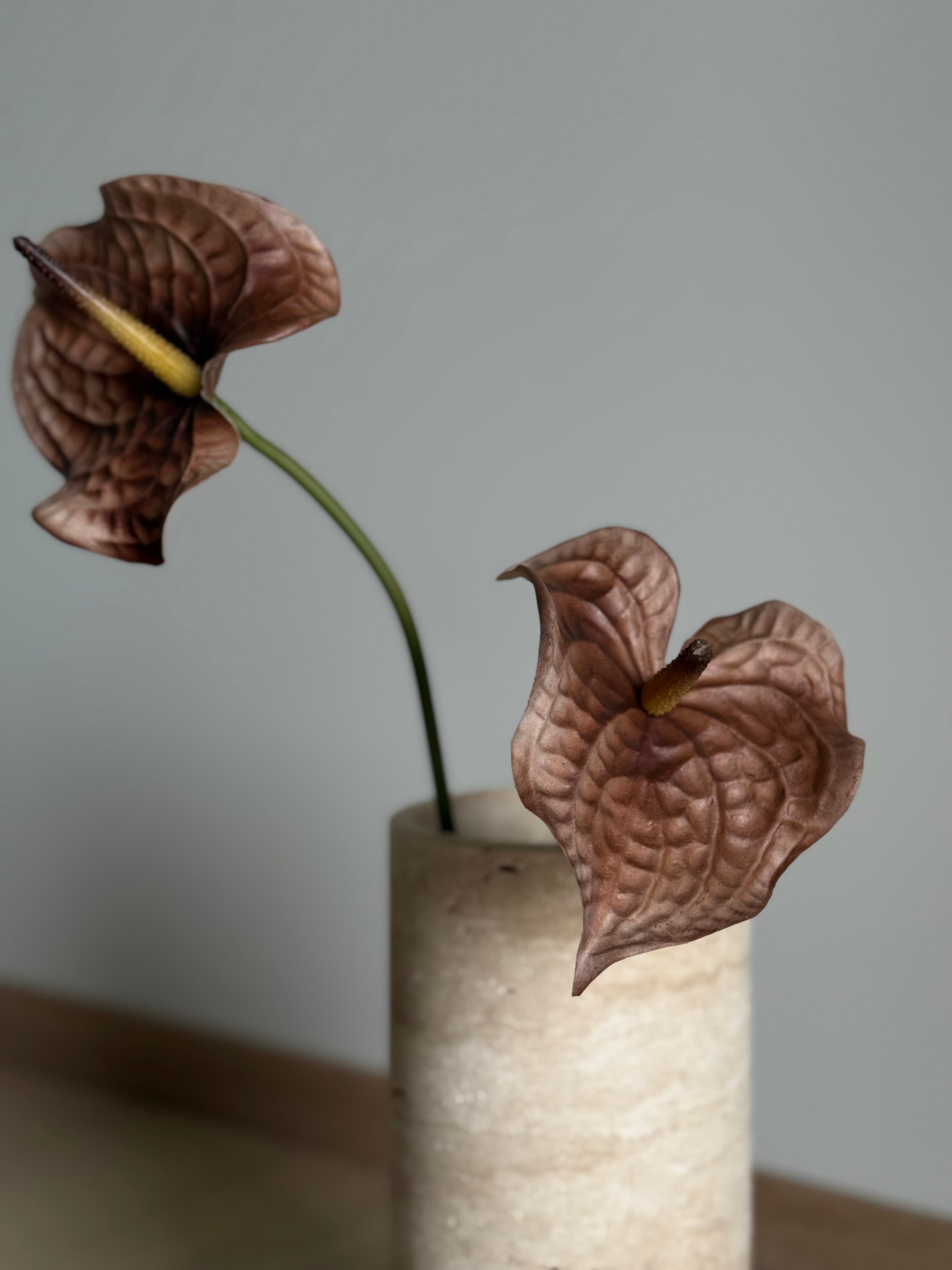 Anthurium brun