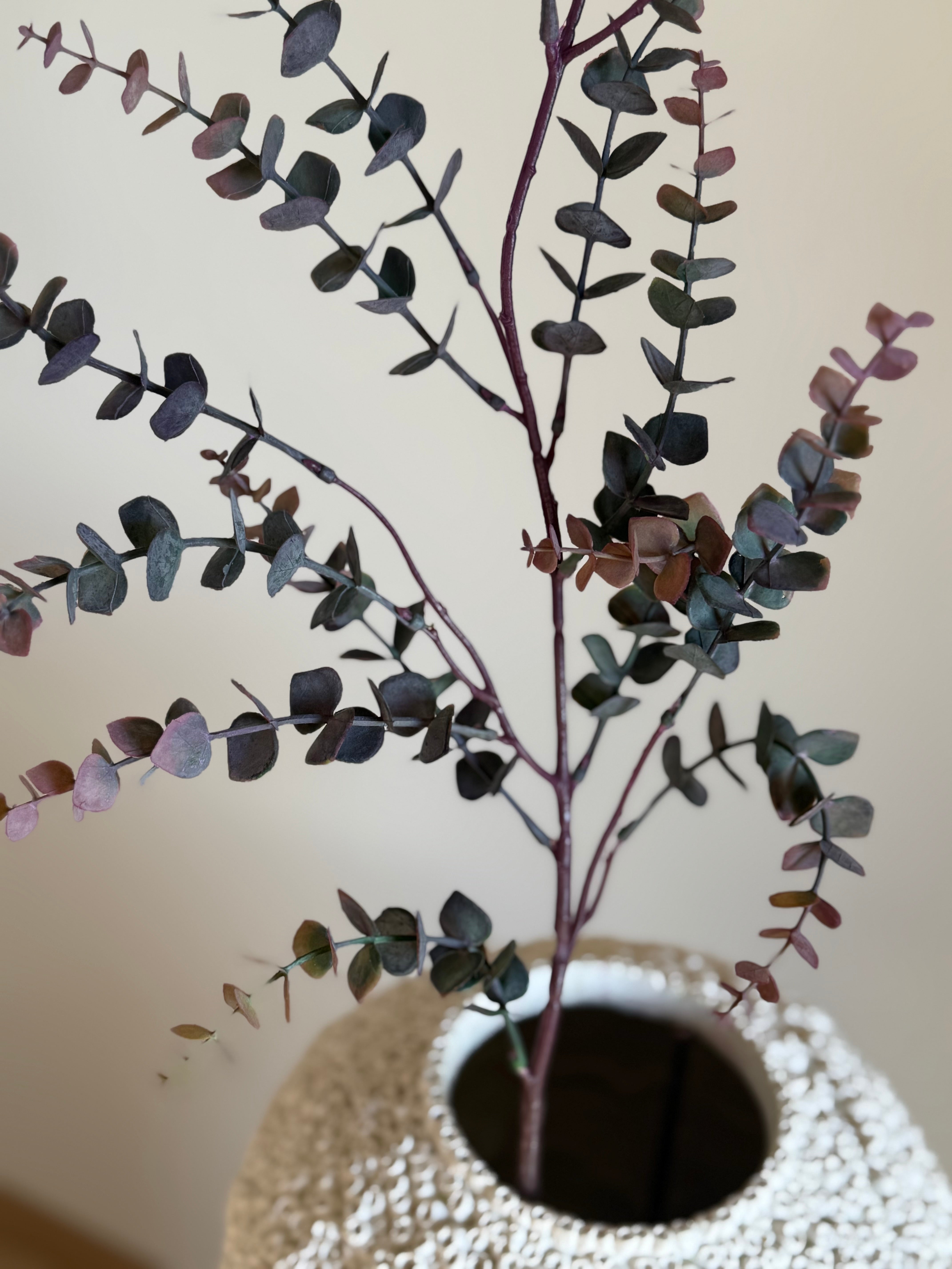 Eucalyptus purple