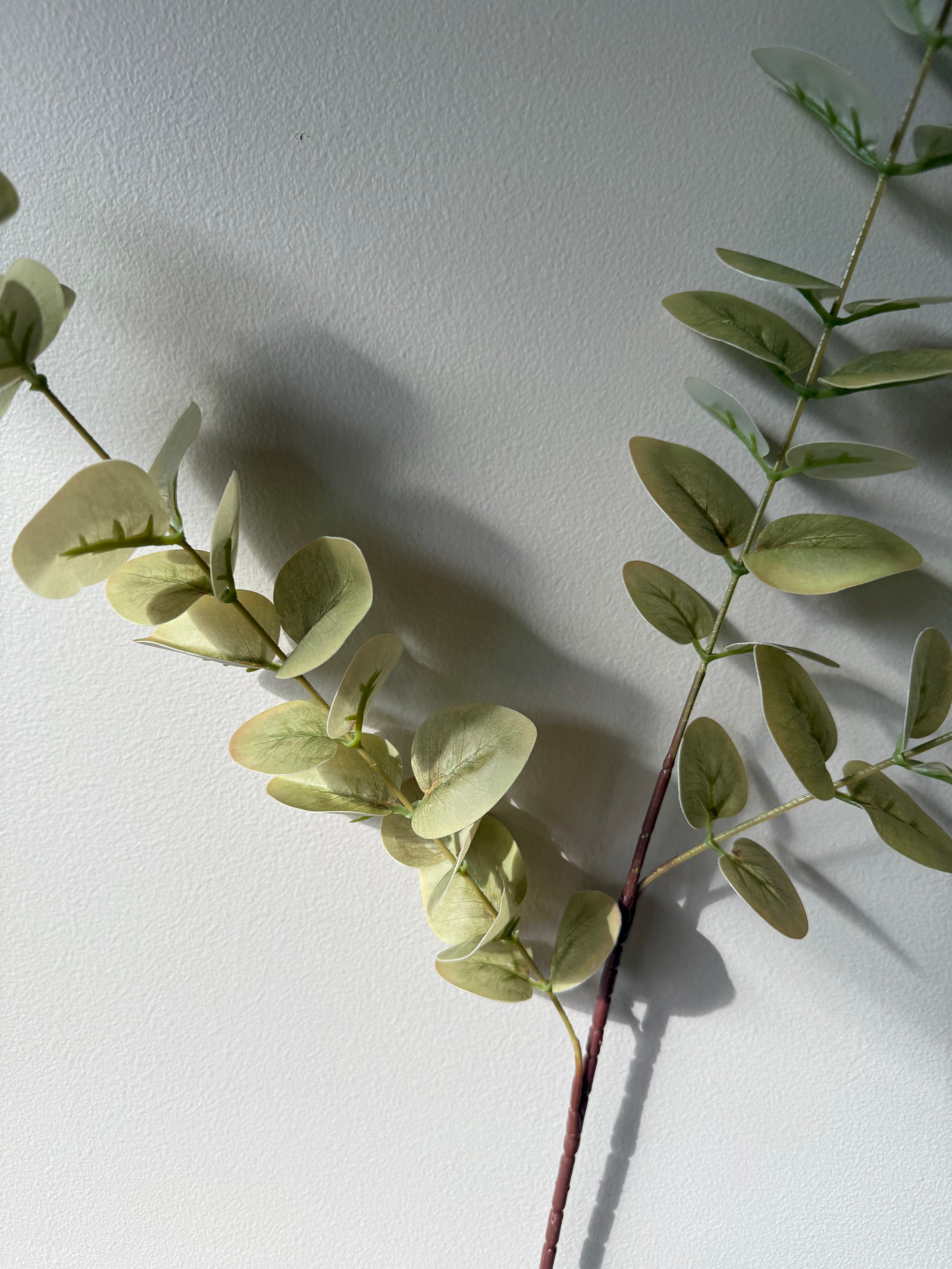 Eucalyptus grønn høst