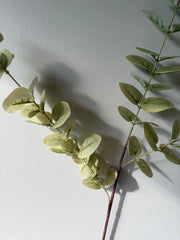 Eucalyptus grønn høst