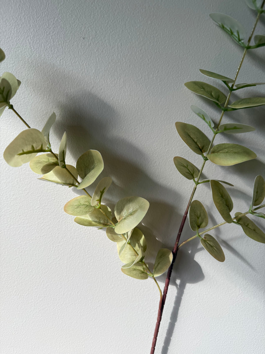 Eucalyptus grønn høst