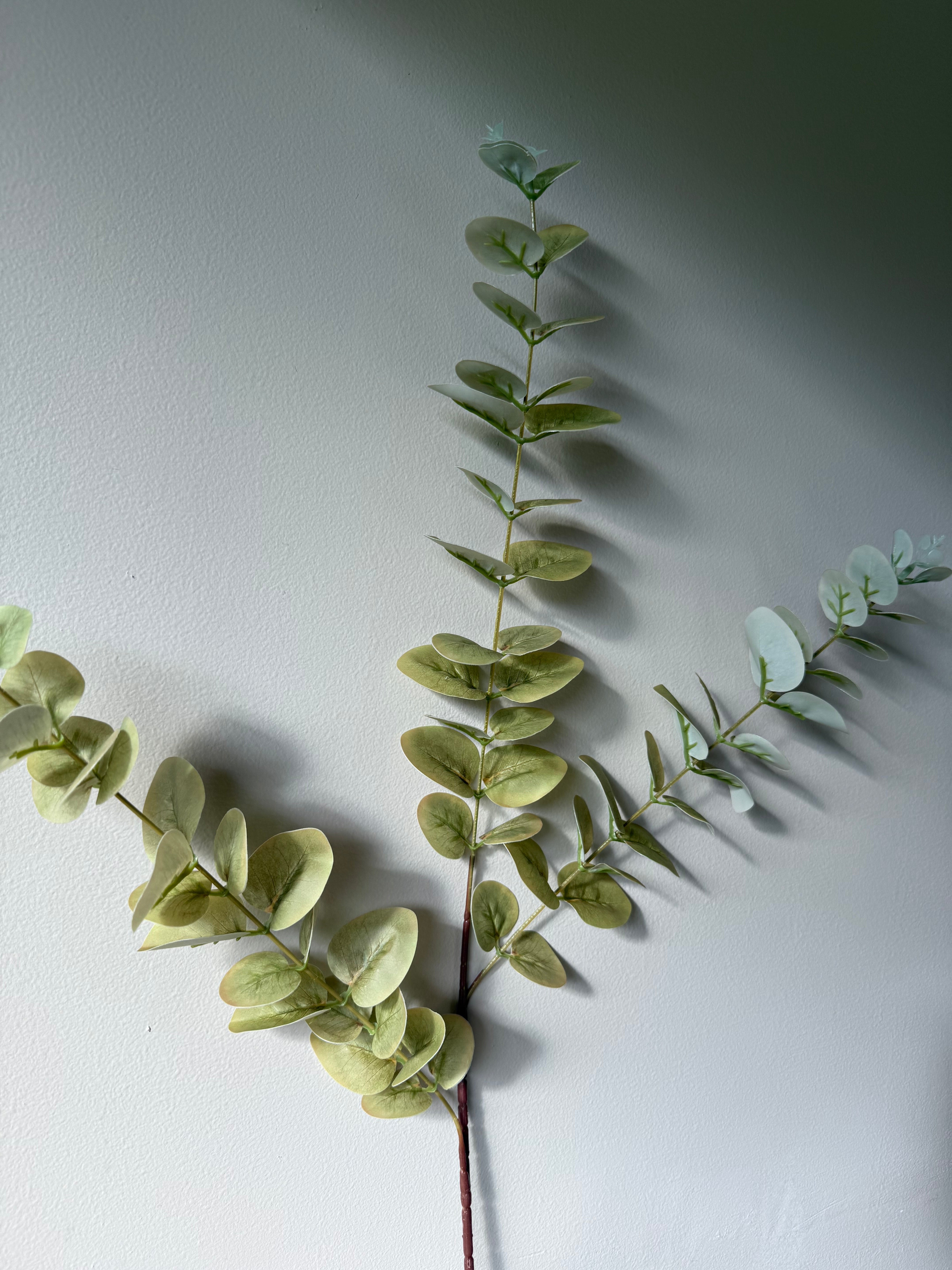 Eucalyptus grønn høst