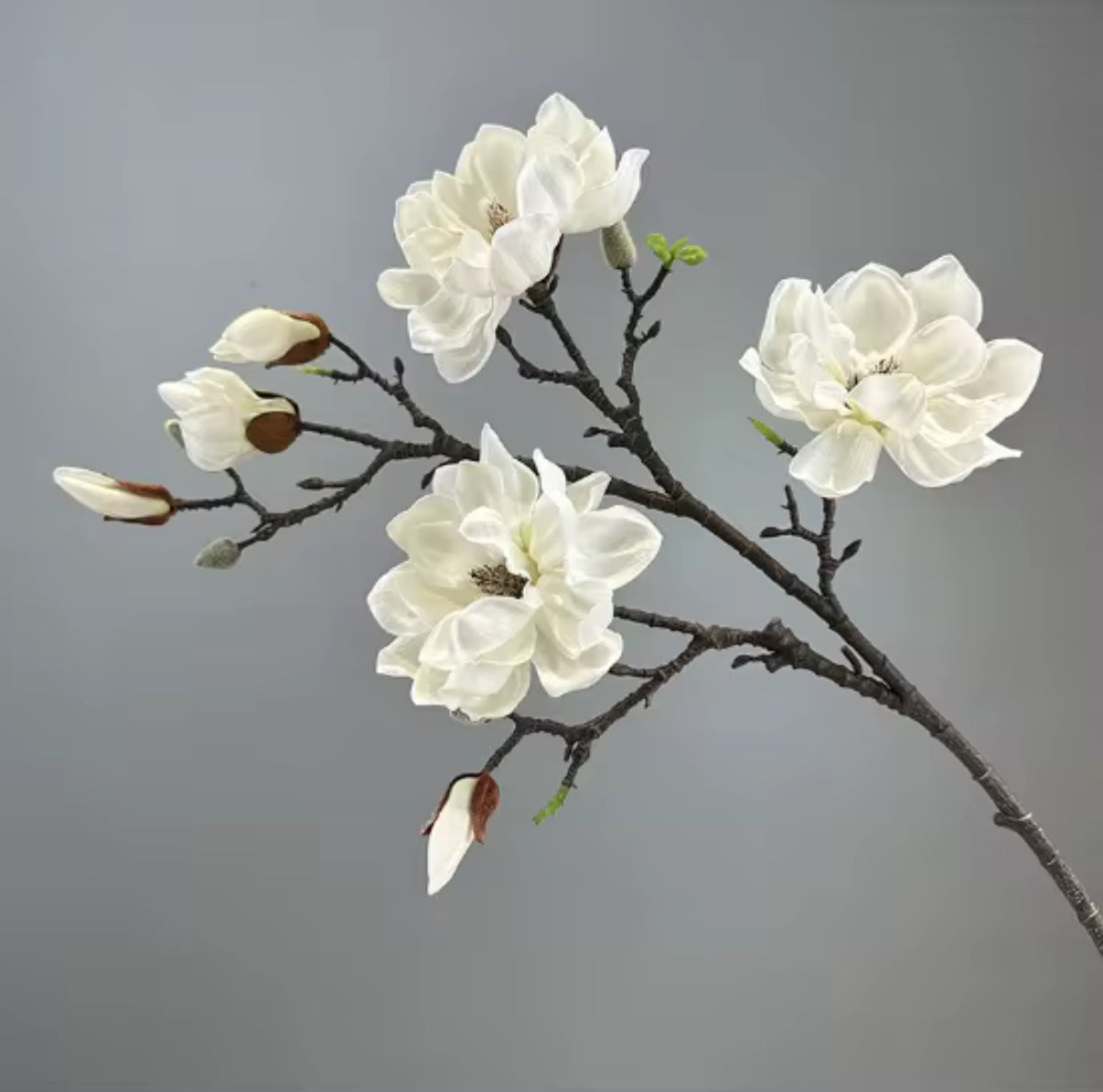 Magnolia stor