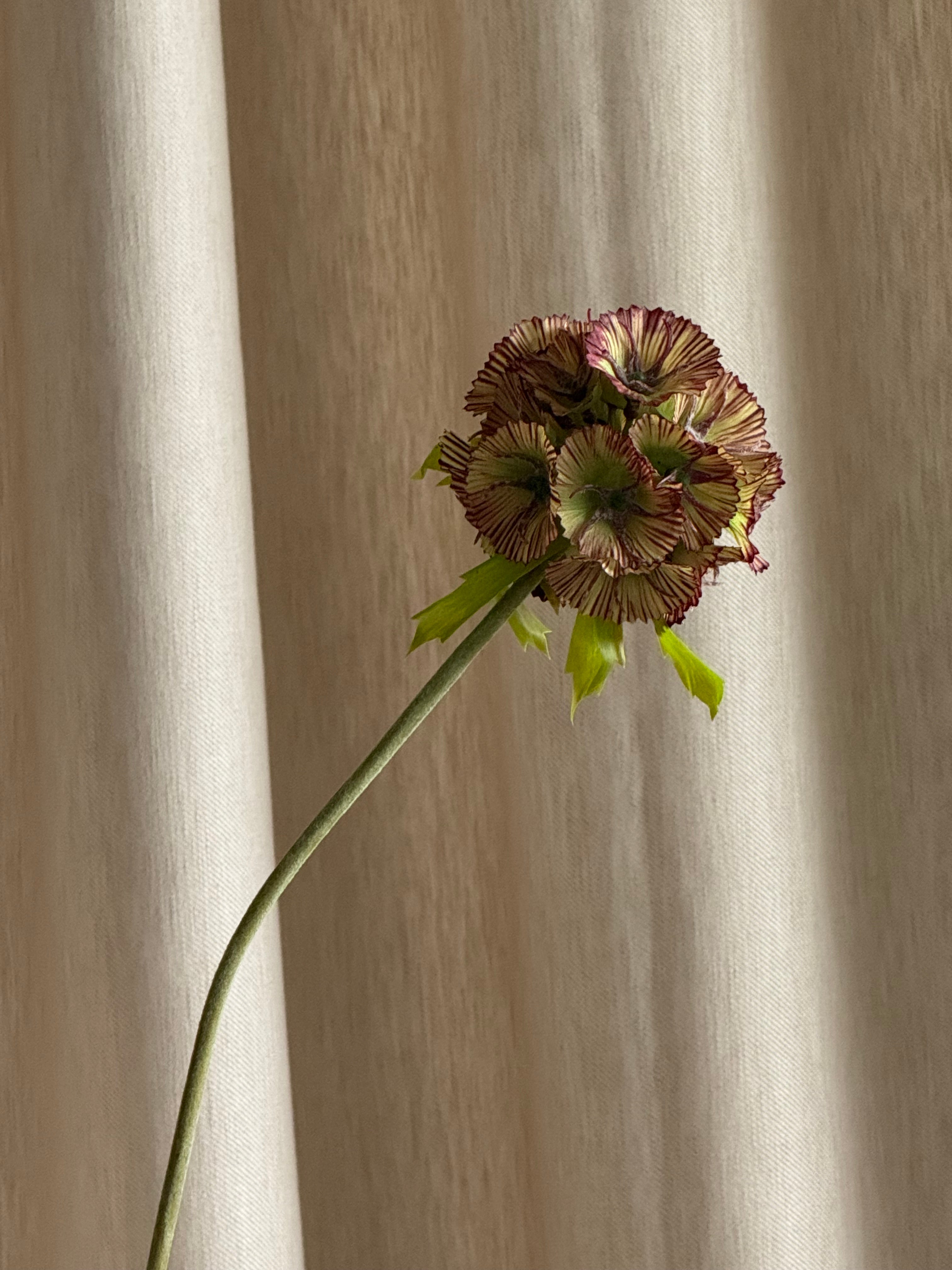 Scabiosa grønn/burgunder