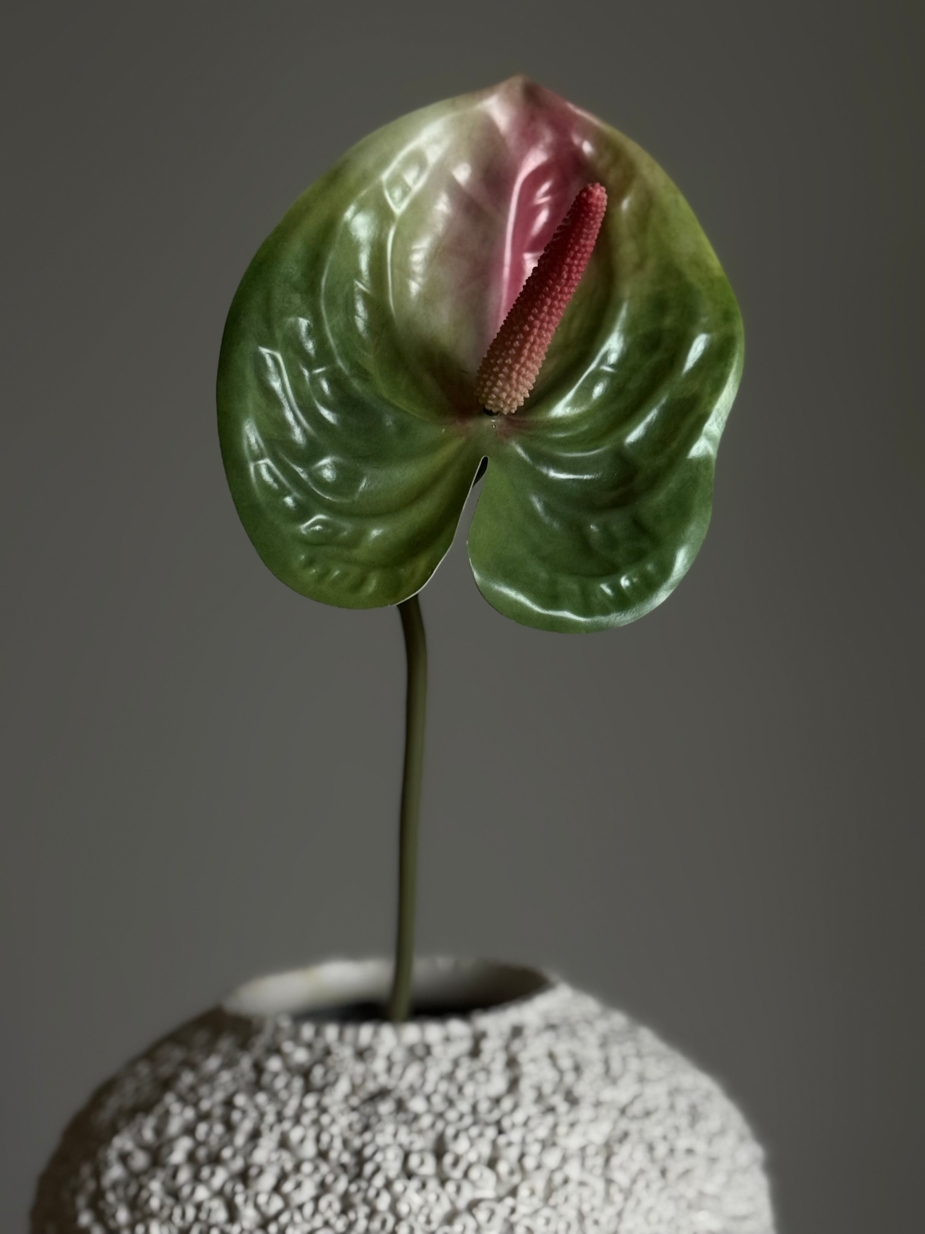 Anthurium grønn/rosa