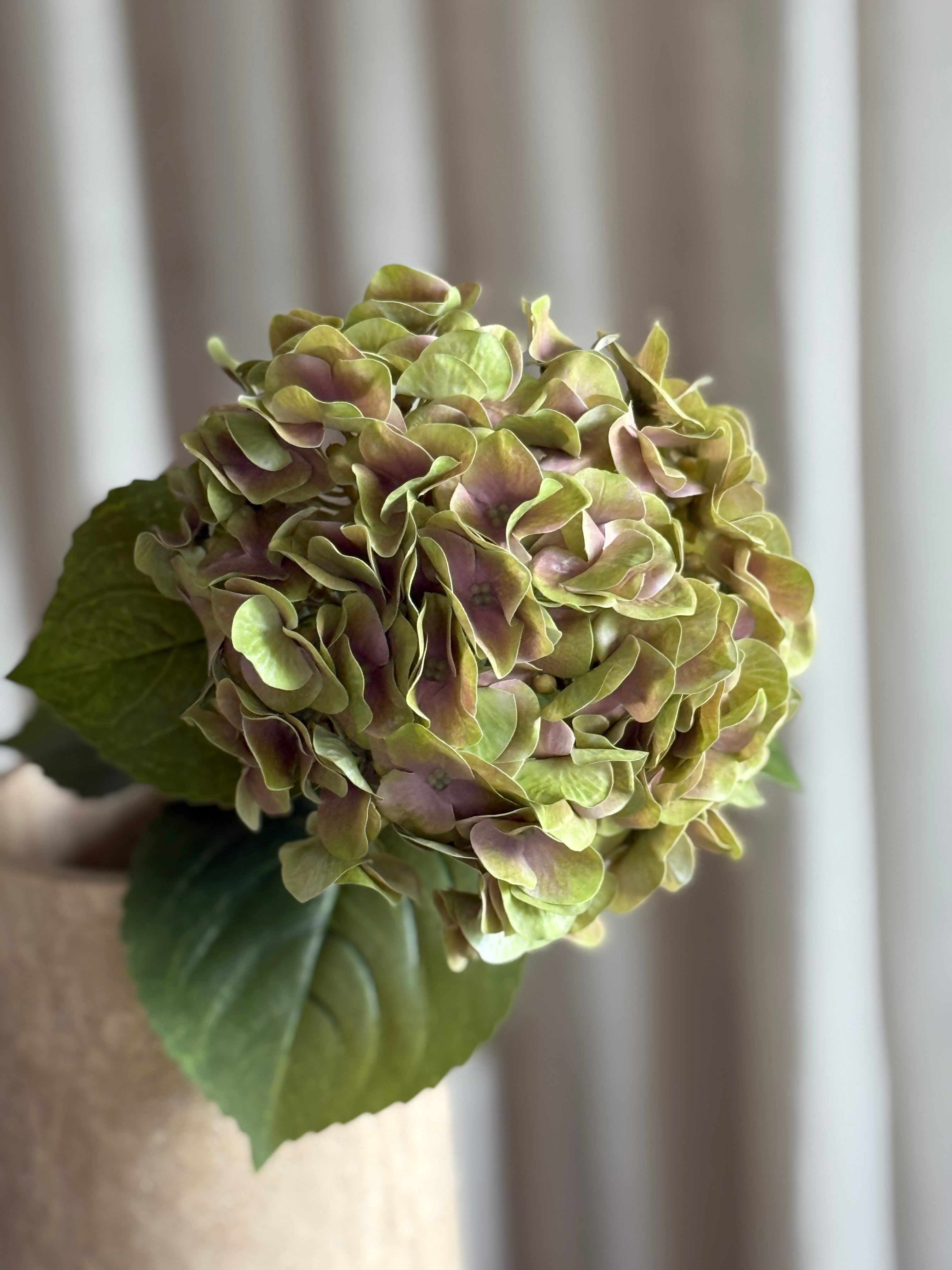 Hortensia grønn/purple