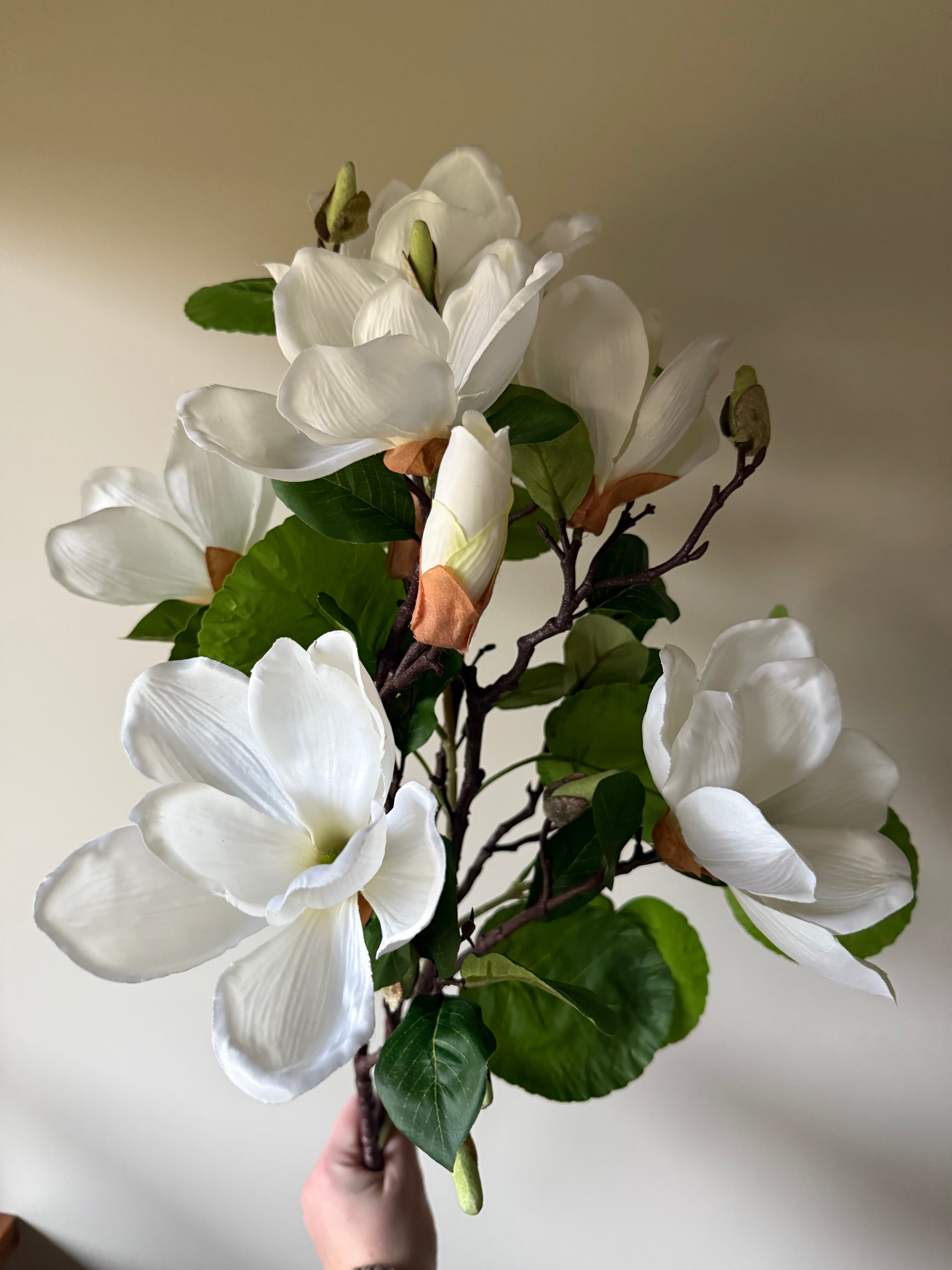 Magnolia