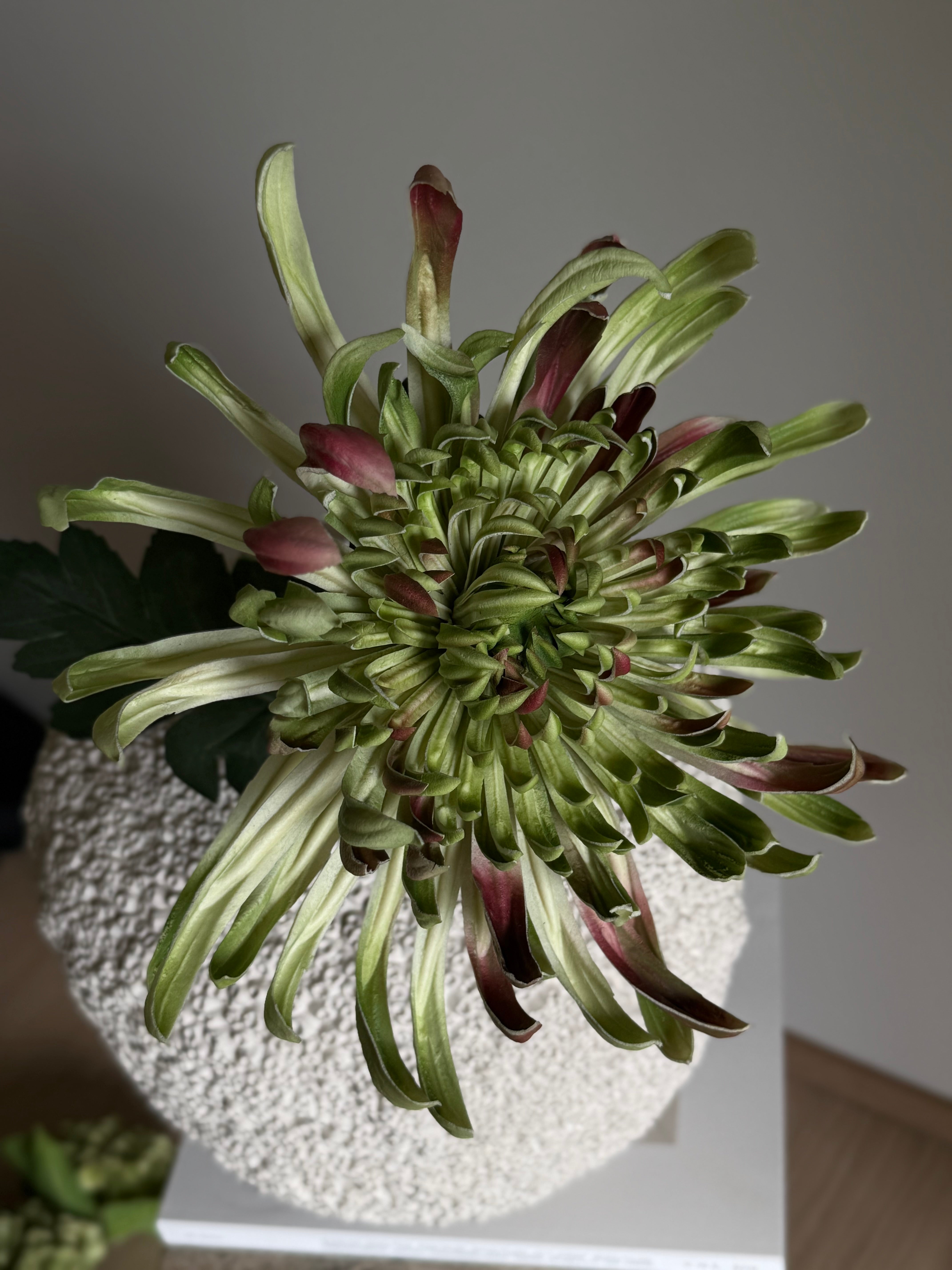 Krysantemum stor lys