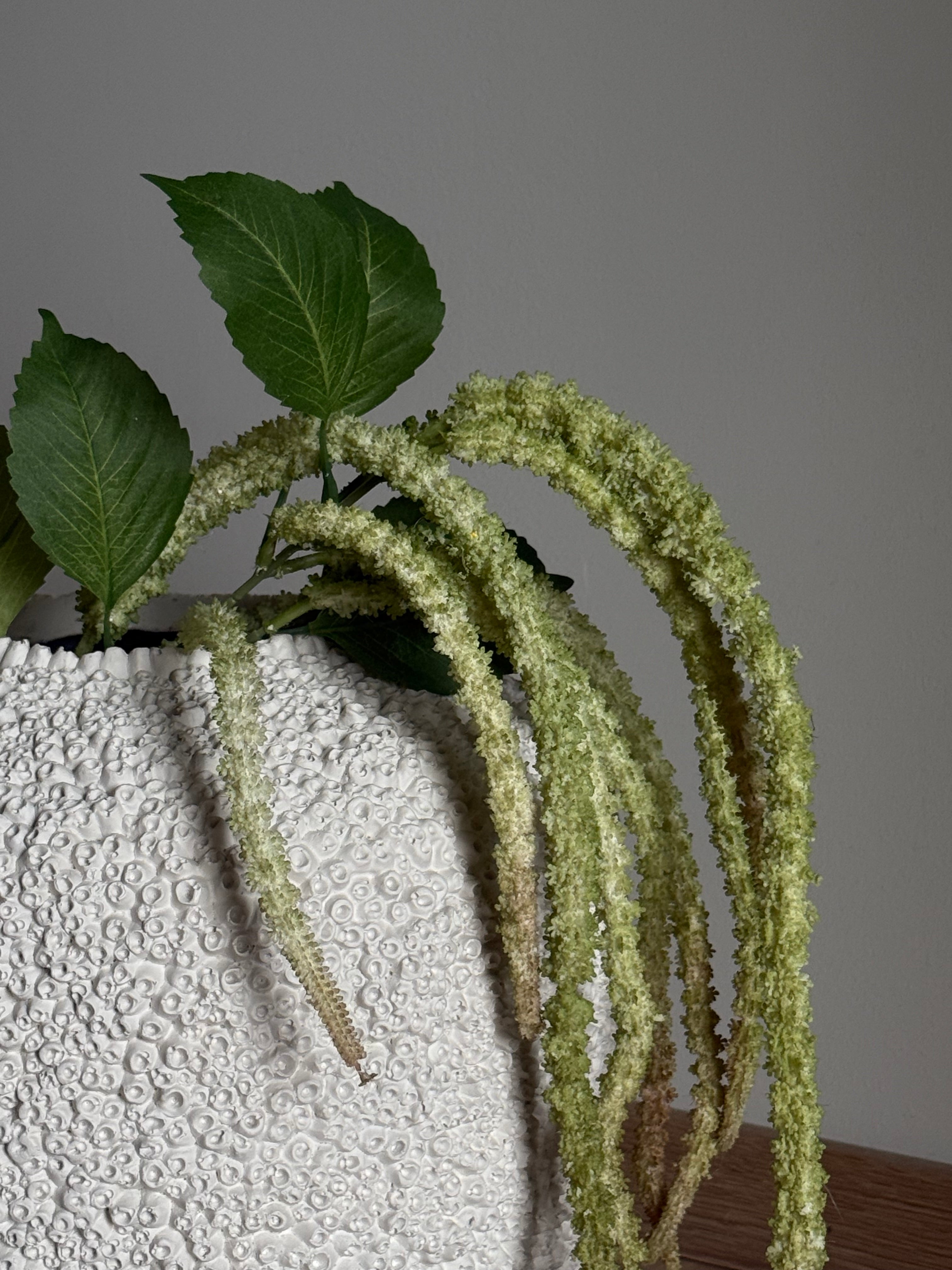 Amaranthus grønn/rød