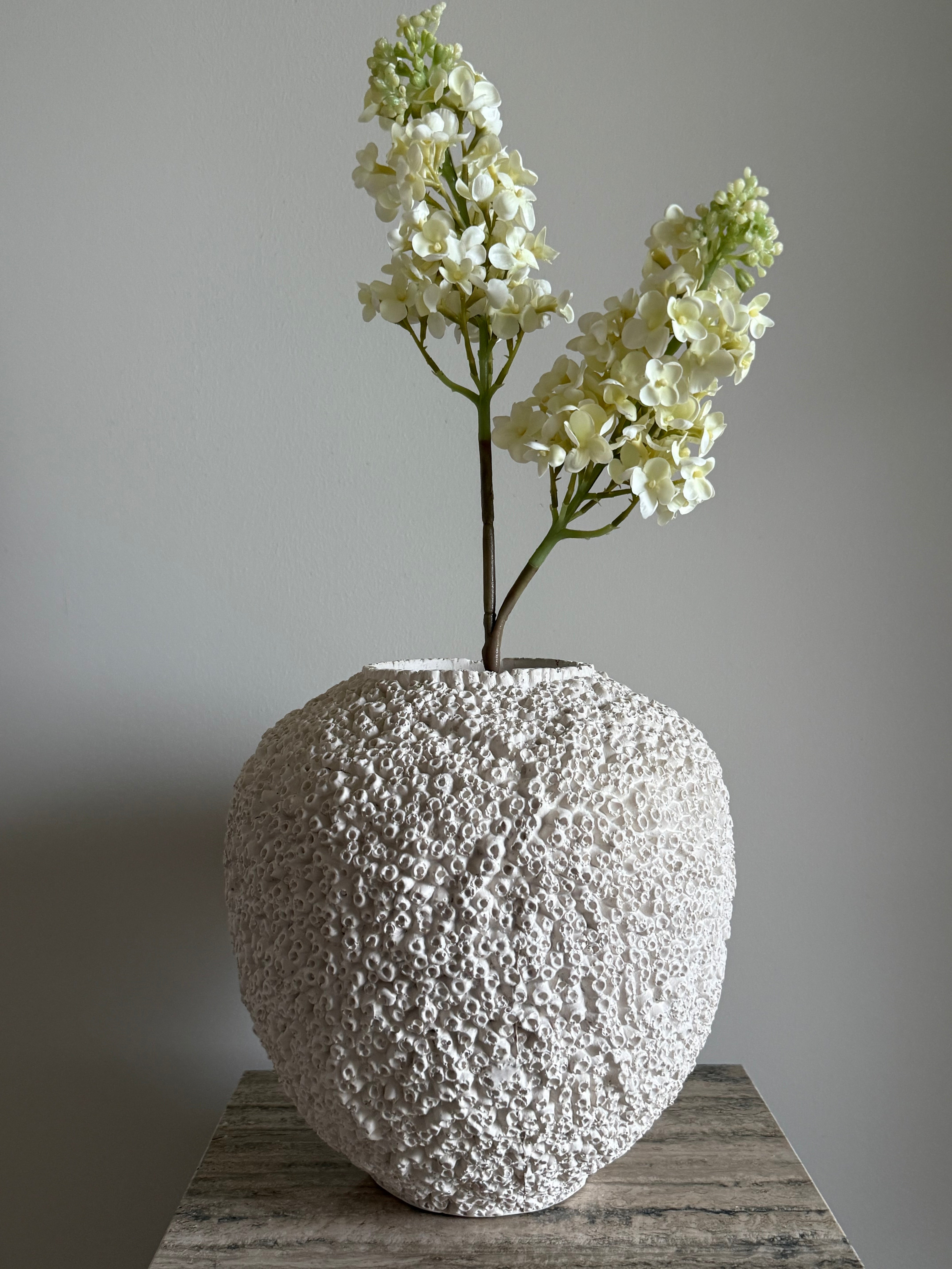 Syrinhortensia kremhvit