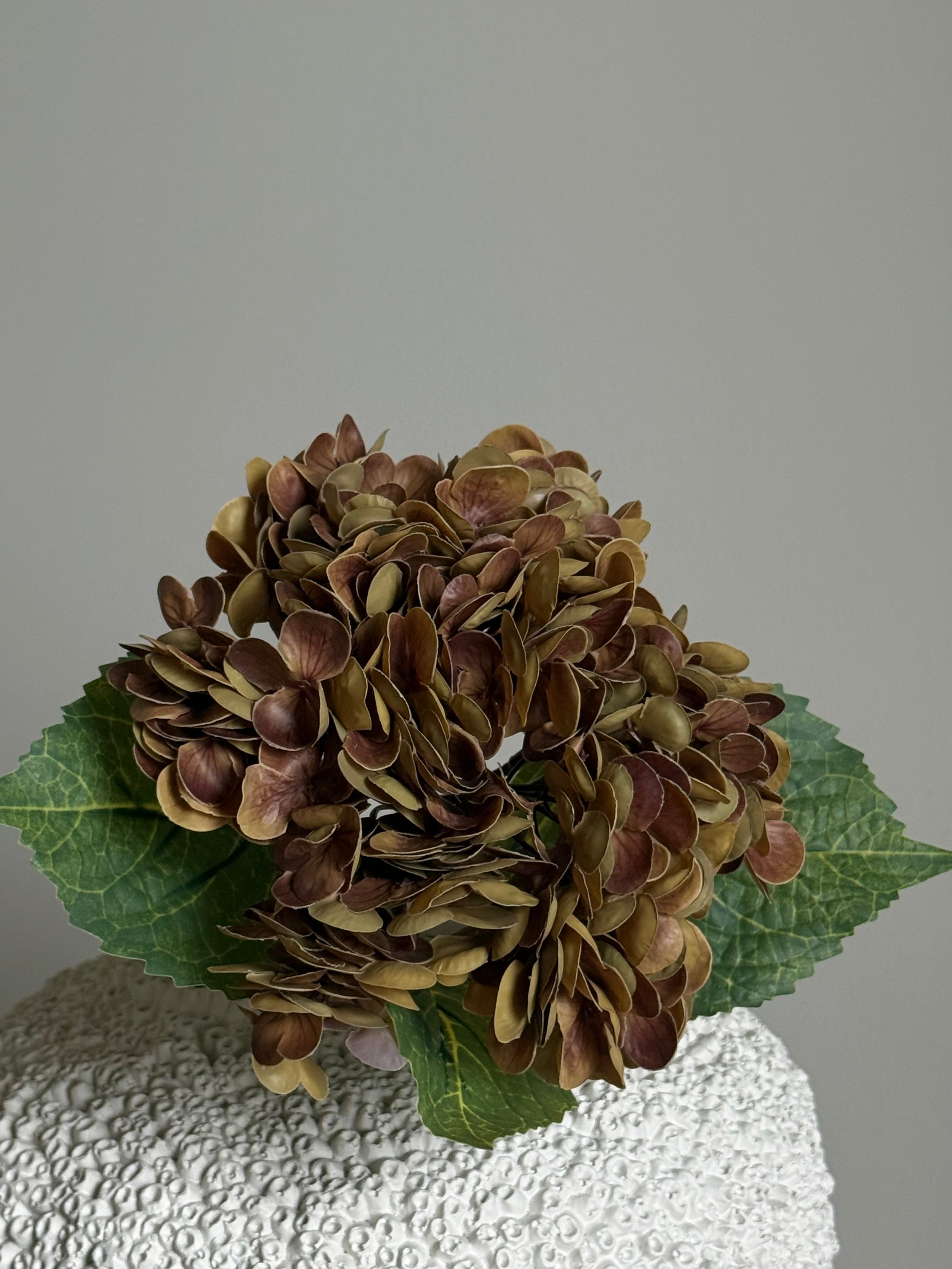 Hortensia orange/brun