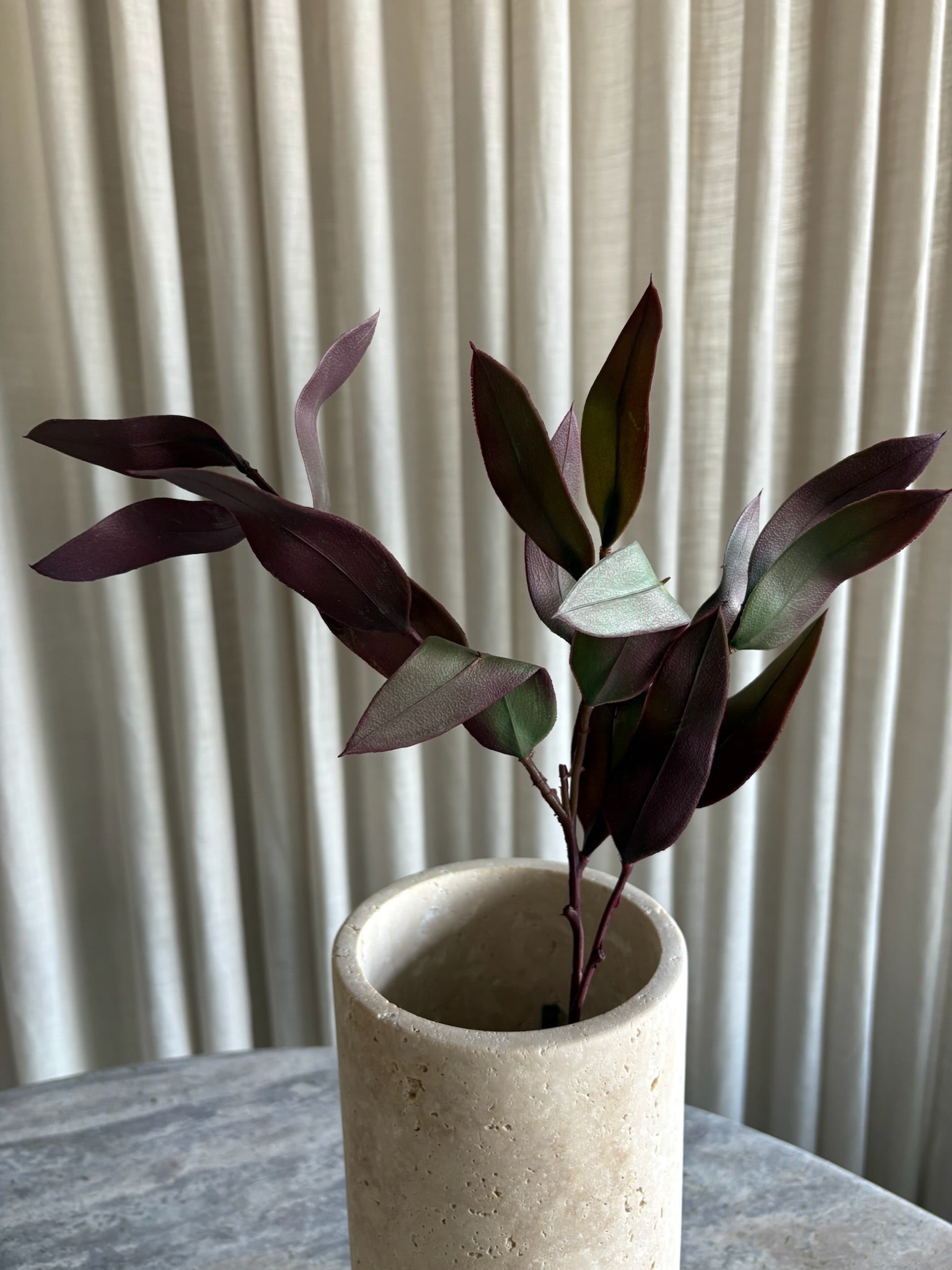 Eucalyptus purple
