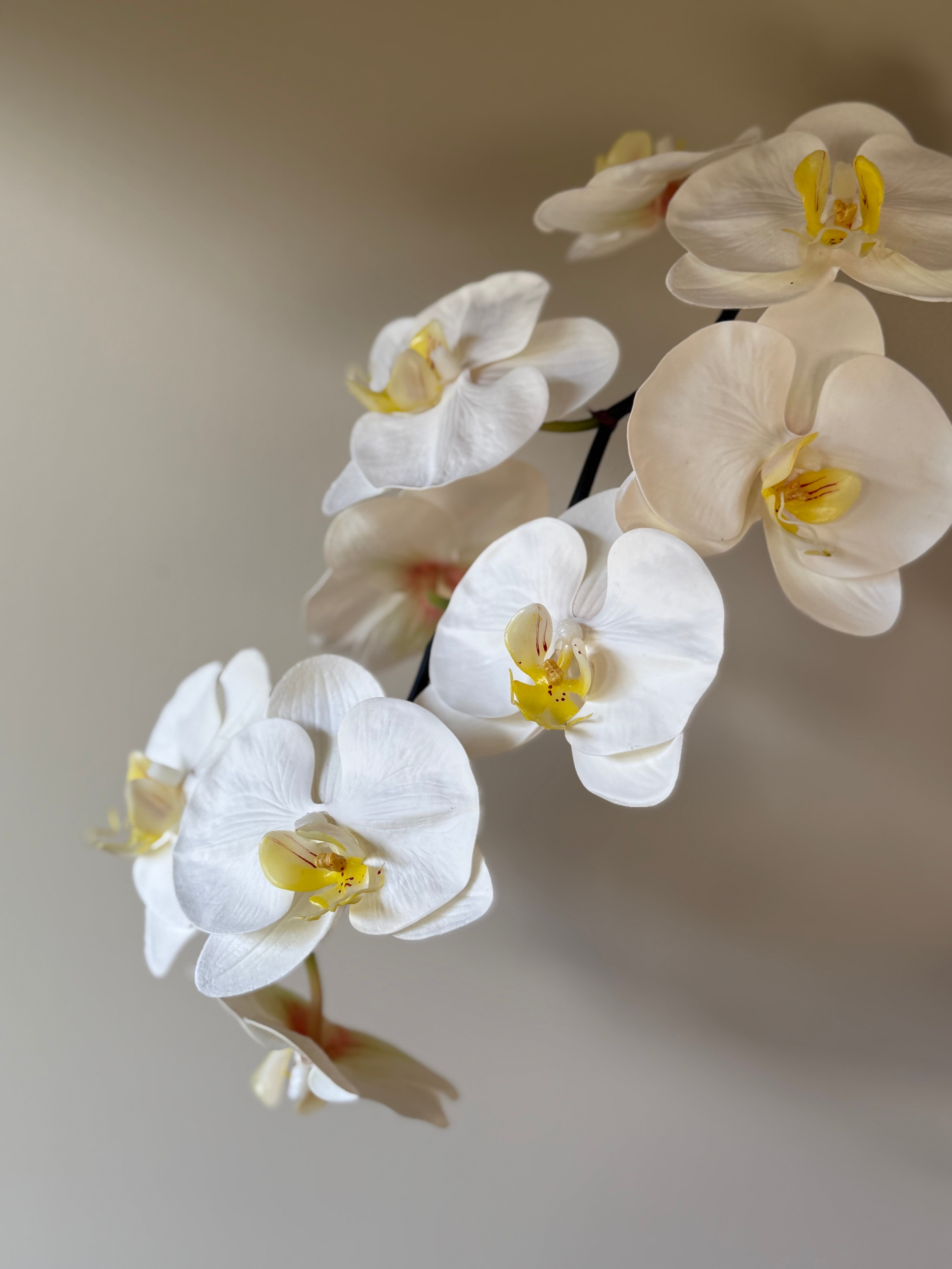 Kunstig orkide stor i minimalistisk komposisjon, åpne blomsterhoder med tredimensjonal form