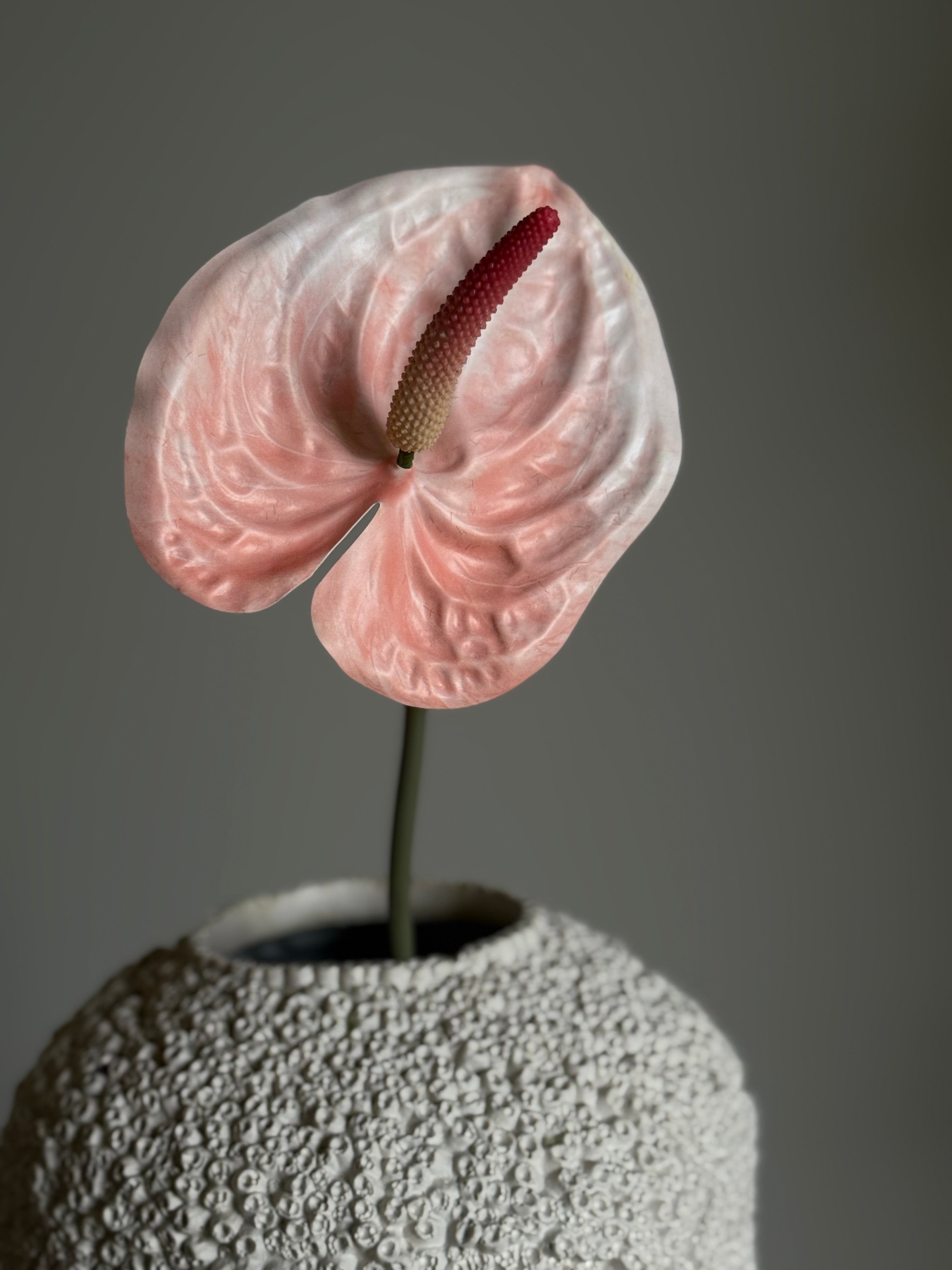 Anthurium lys rosa