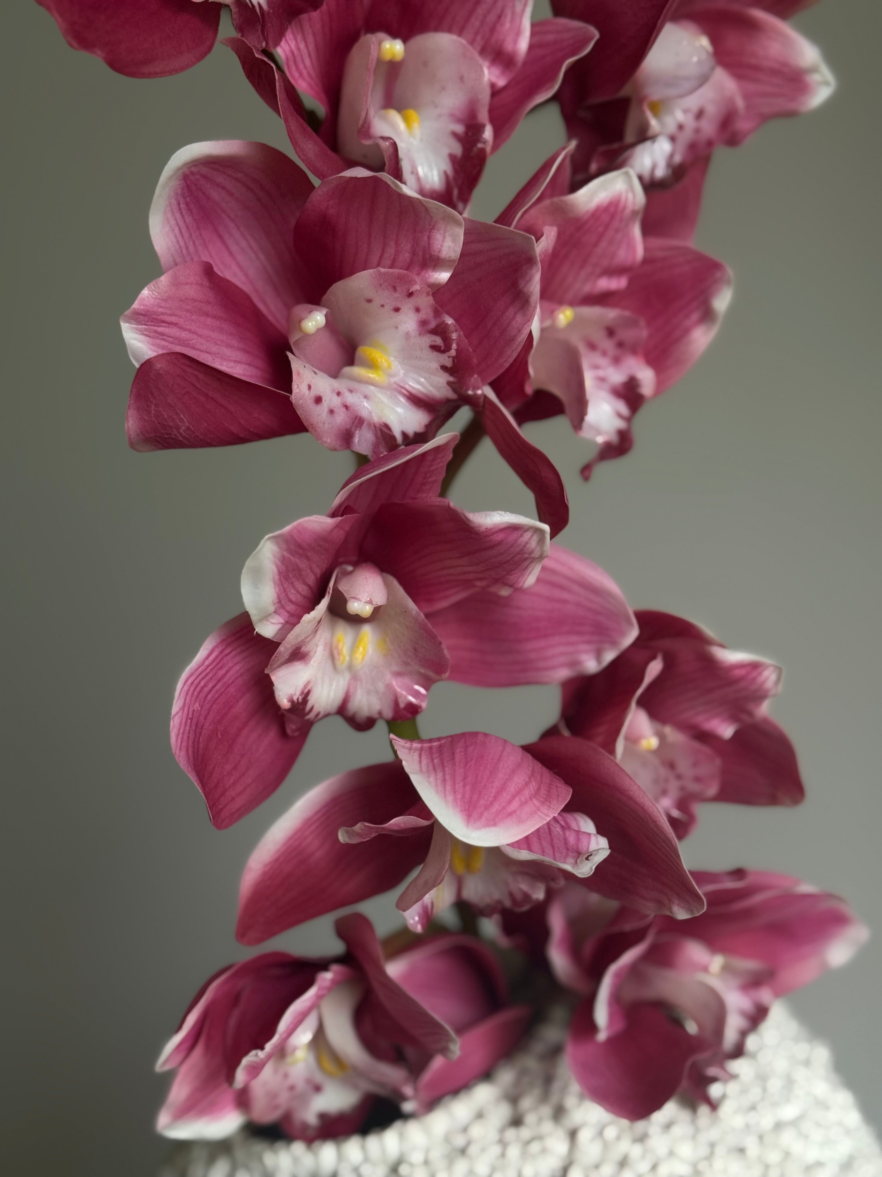 Cymbidium rosa
