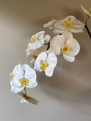 Orkide stor