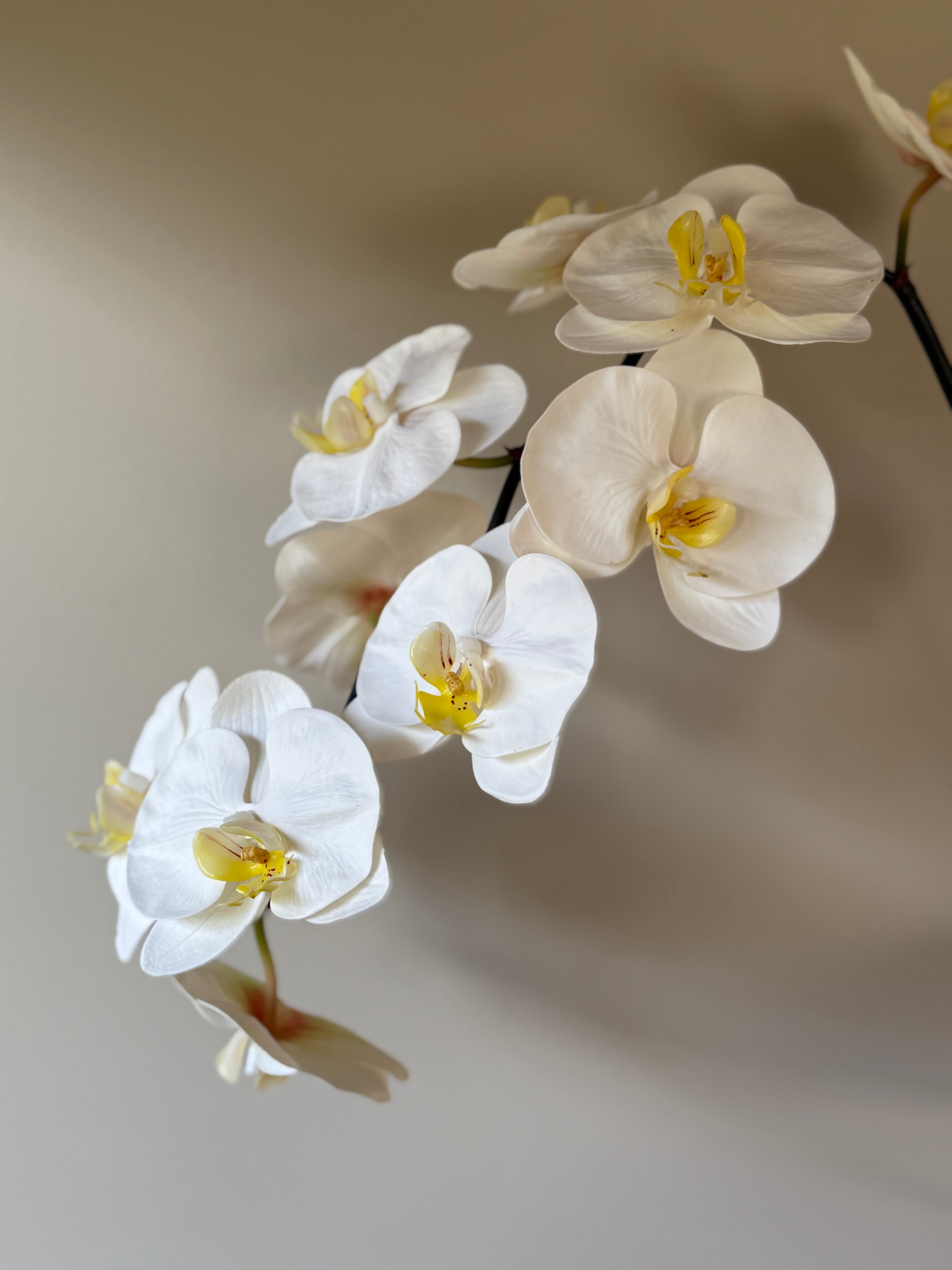 Orkide stor med veksling mellom blomst og knopp langs stengelen, lys og botanisk tilstedeværelse