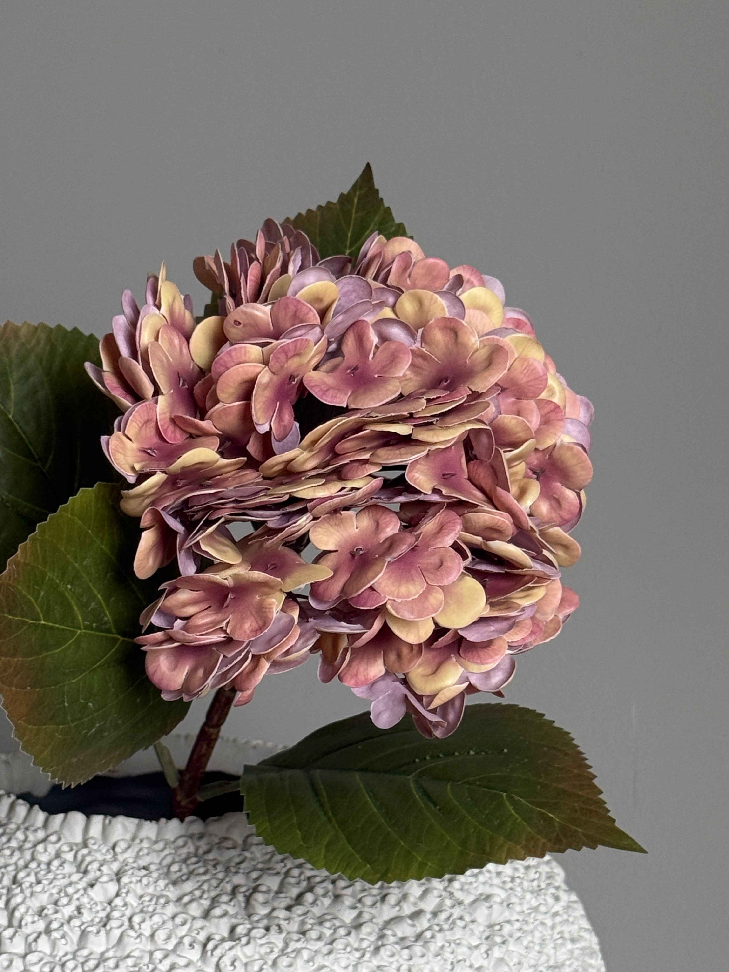 Hortensia gammelrosa