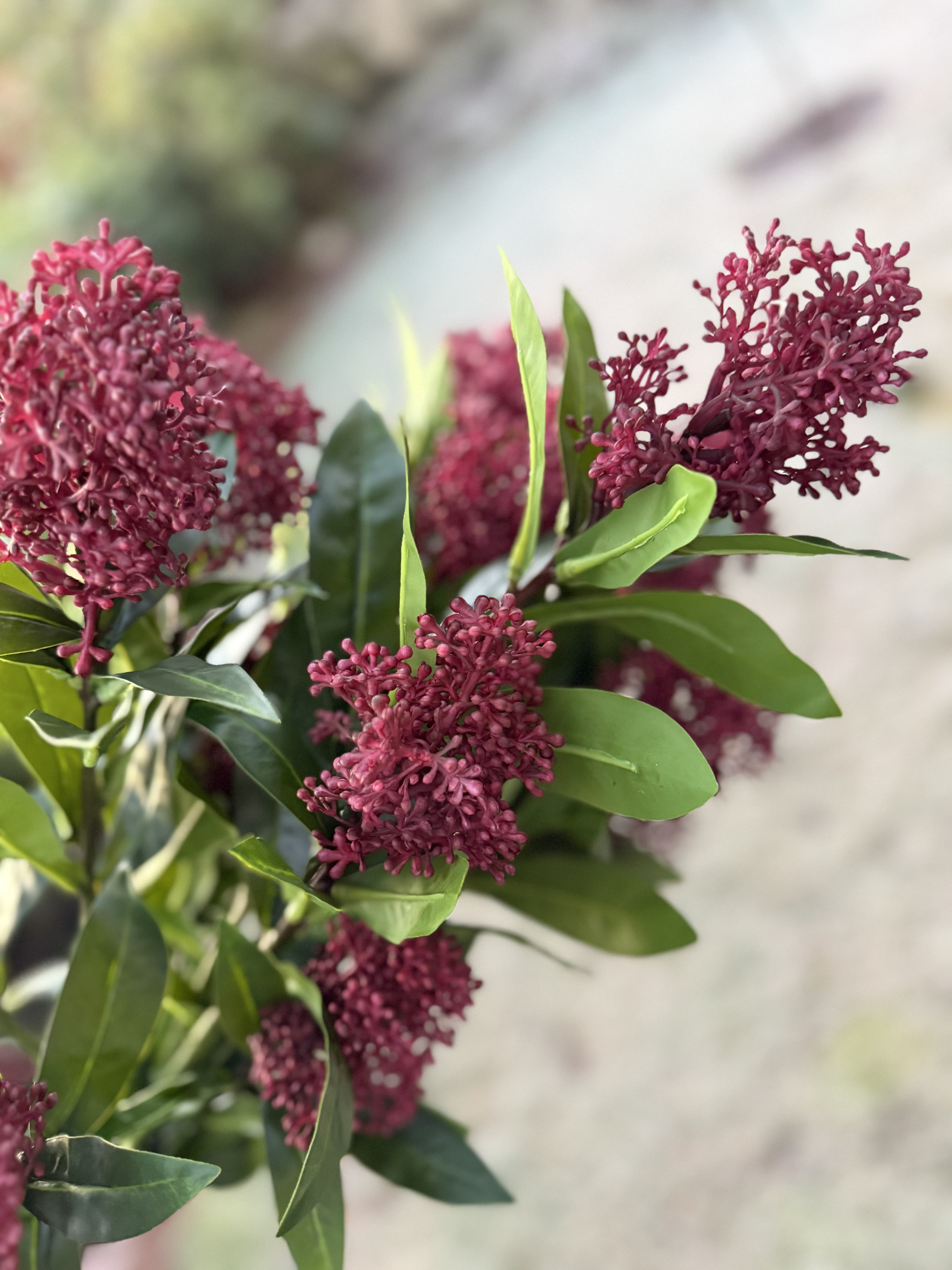 Skimmia rød