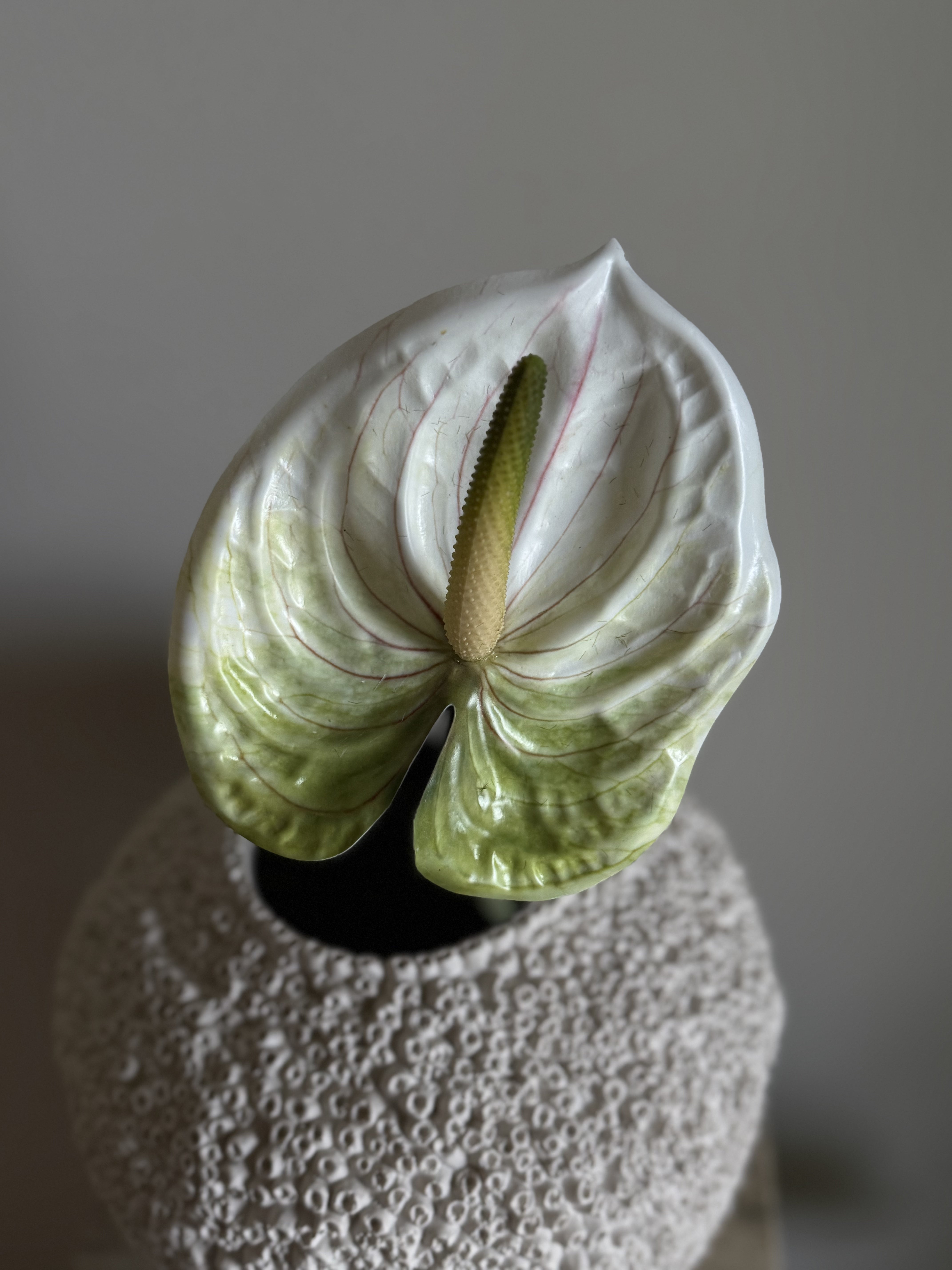 Anthurium