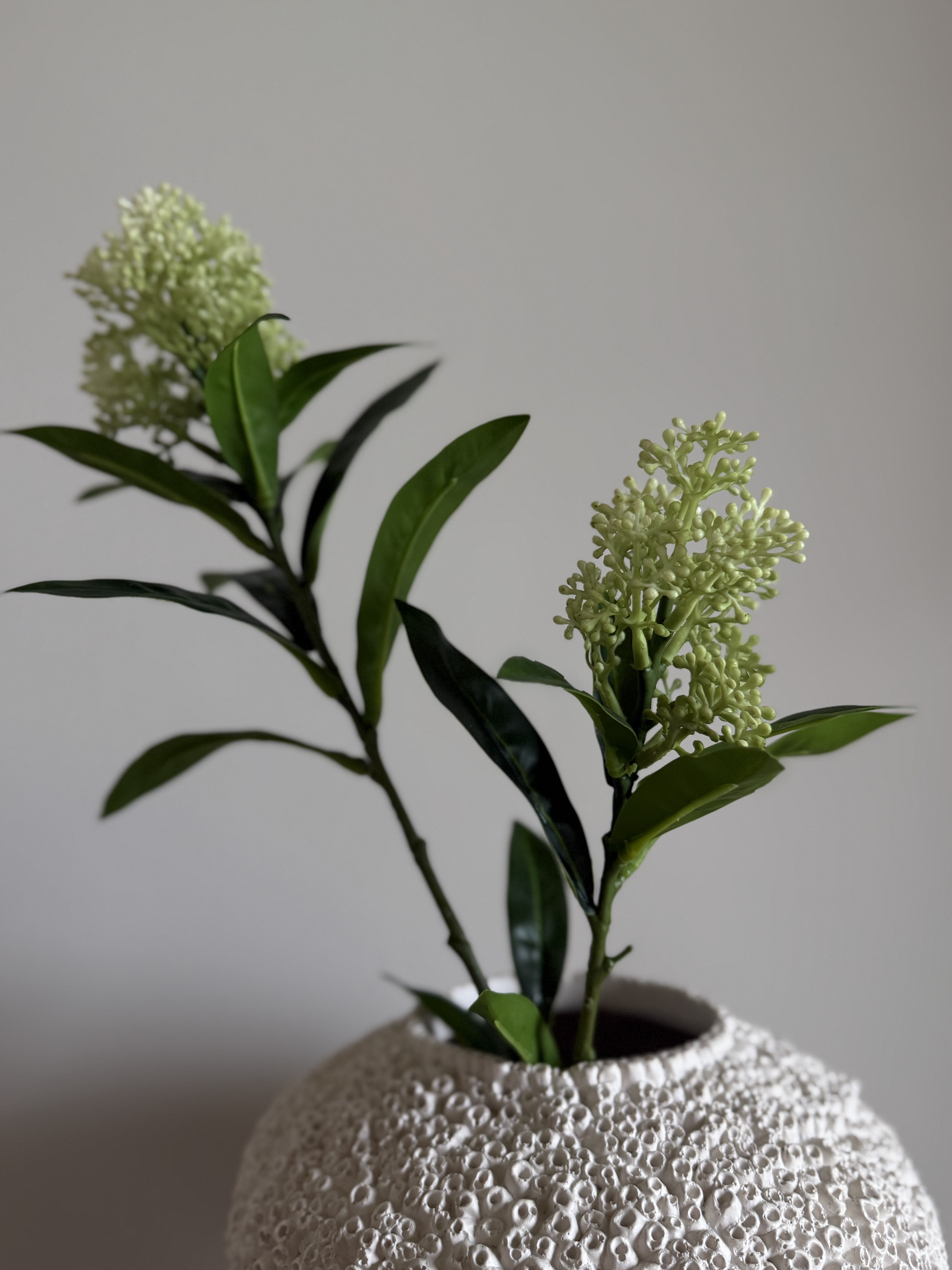 Skimmia grønn