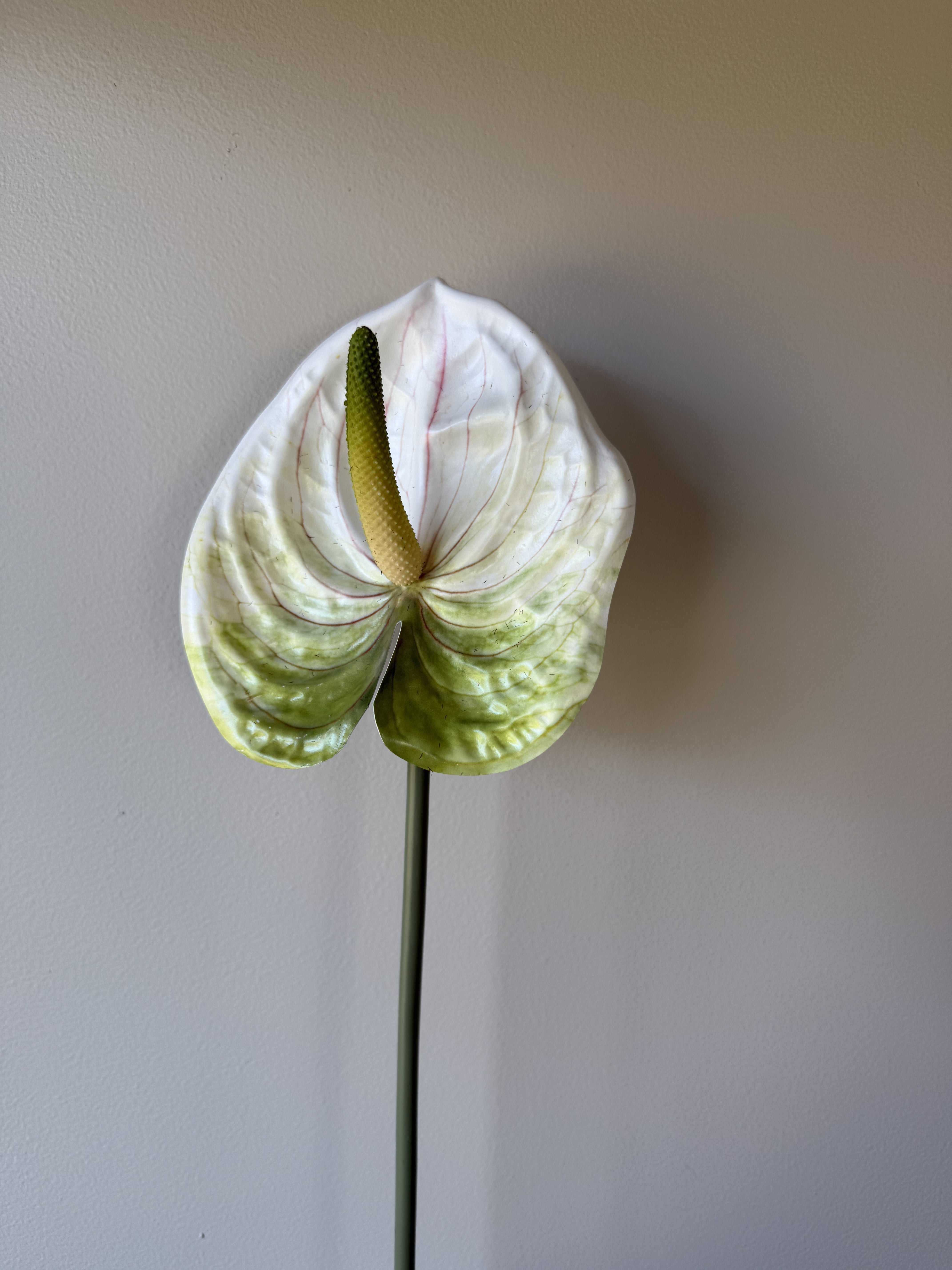 Anthurium