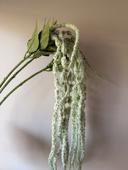 Amaranthus frosty
