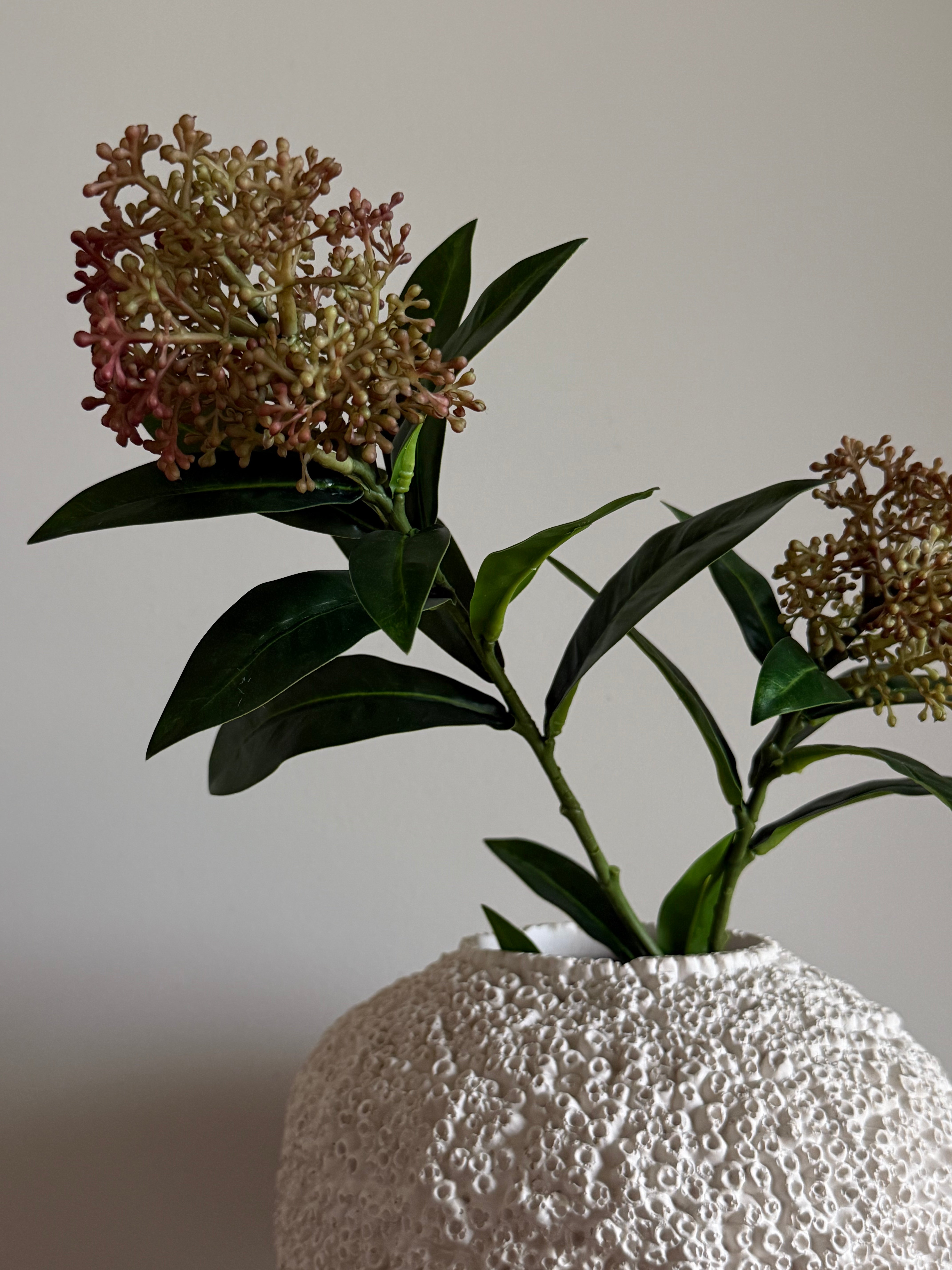 Skimmia grønn/rød