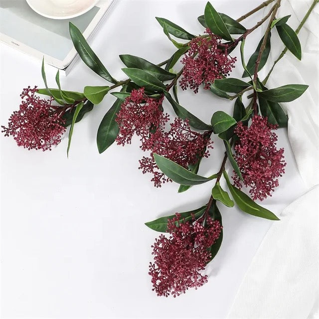 Skimmia rød