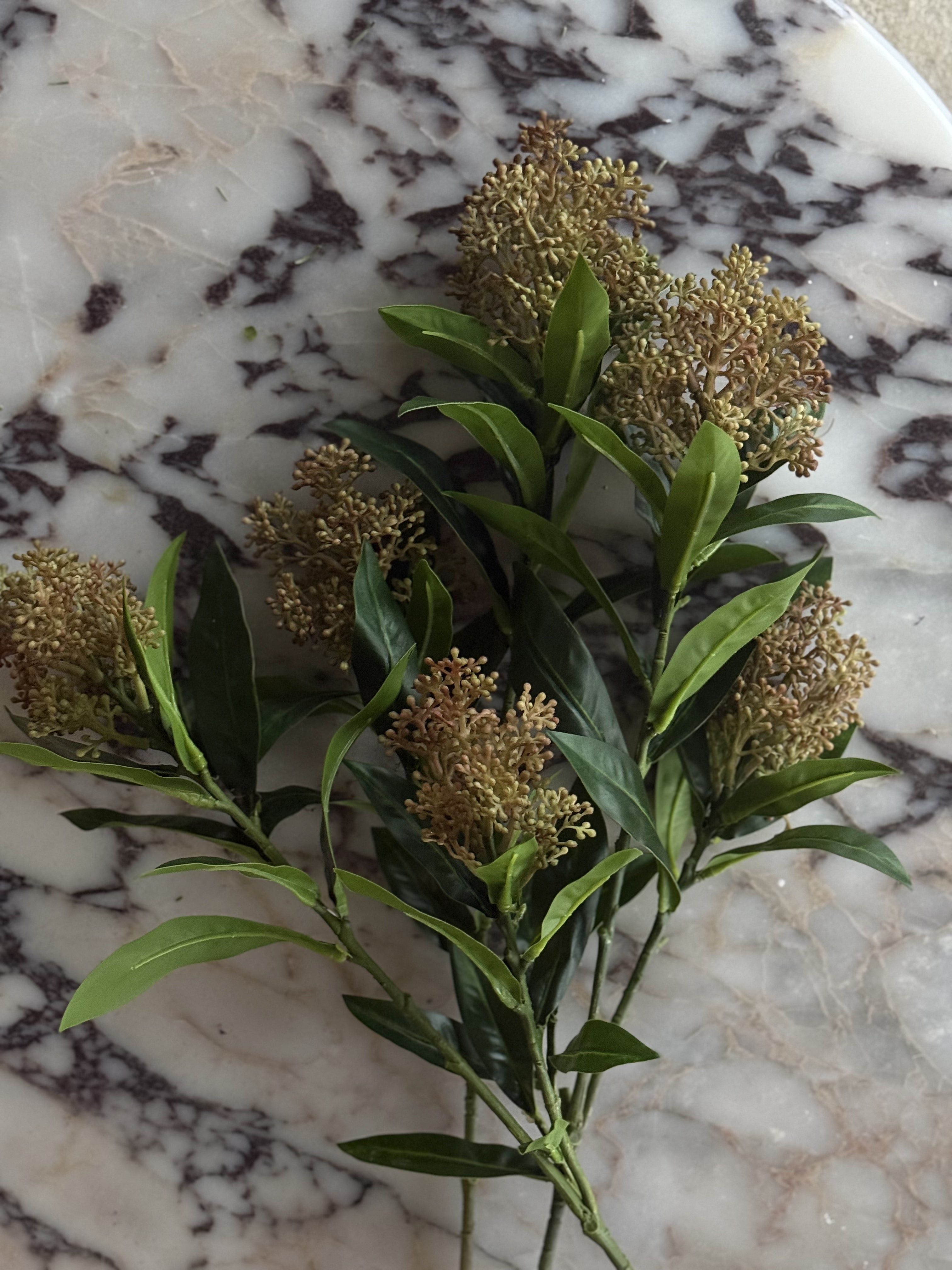 Skimmia grønn/rød