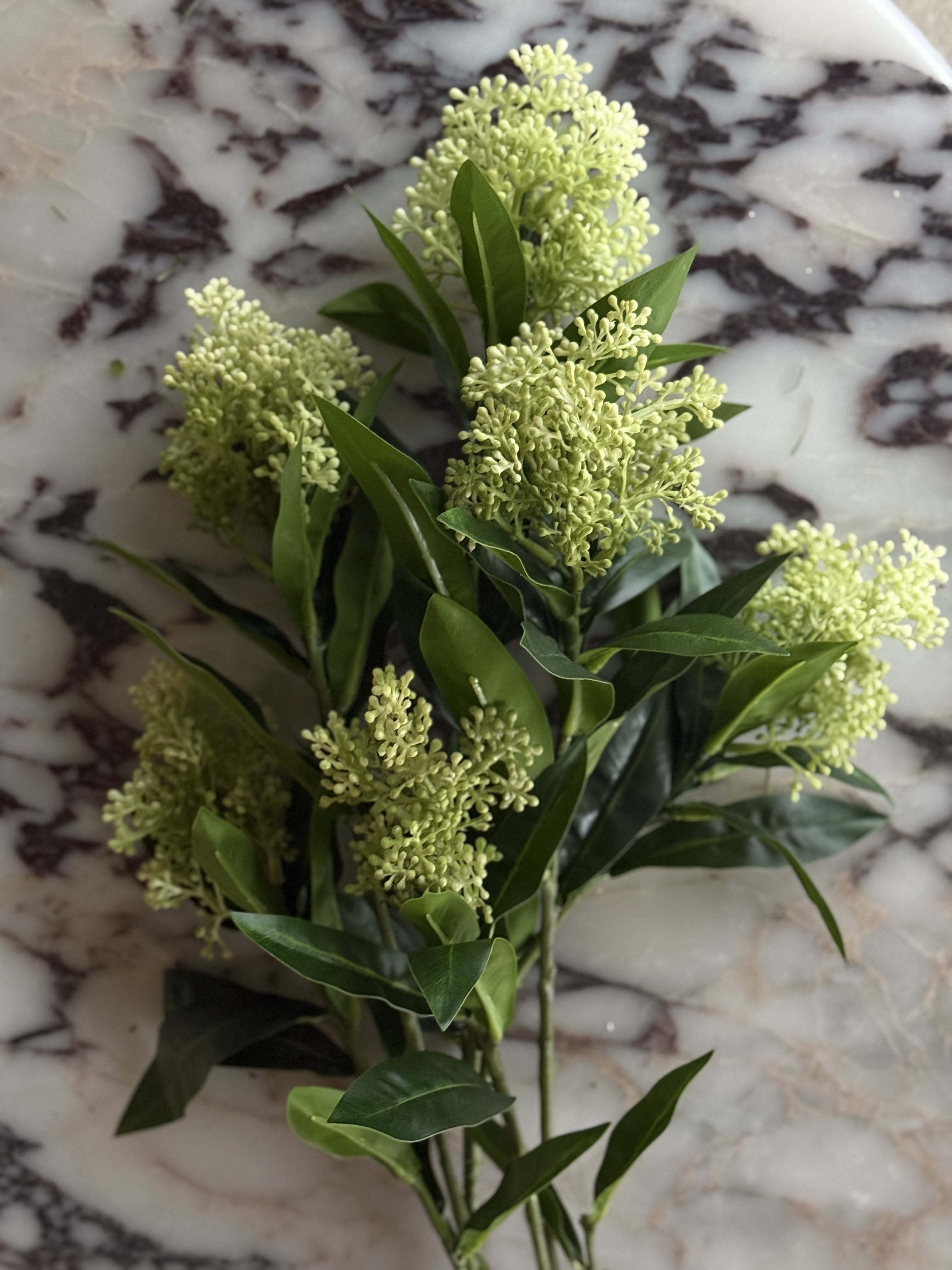 Skimmia grønn