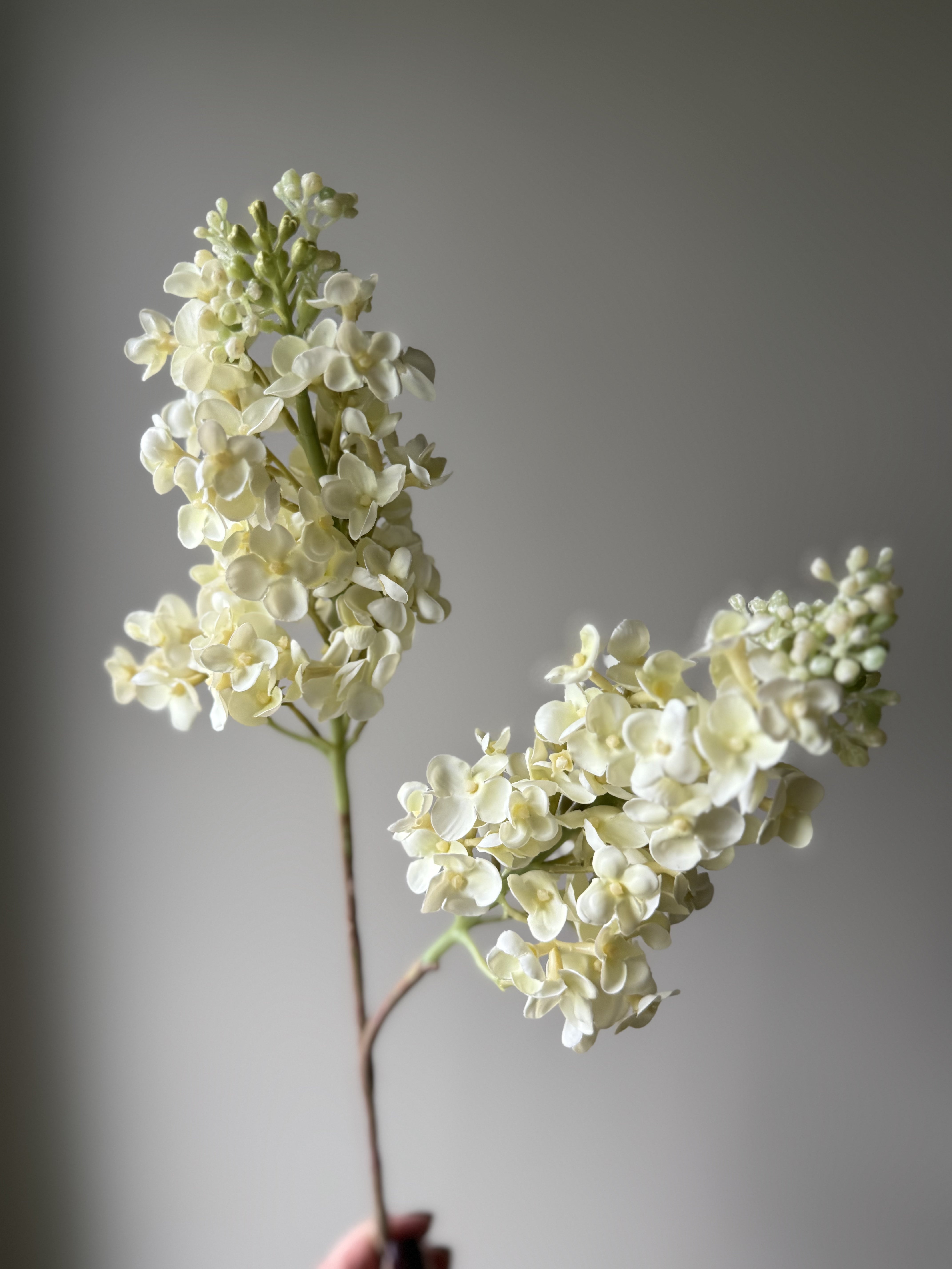 Syrinhortensia kremhvit