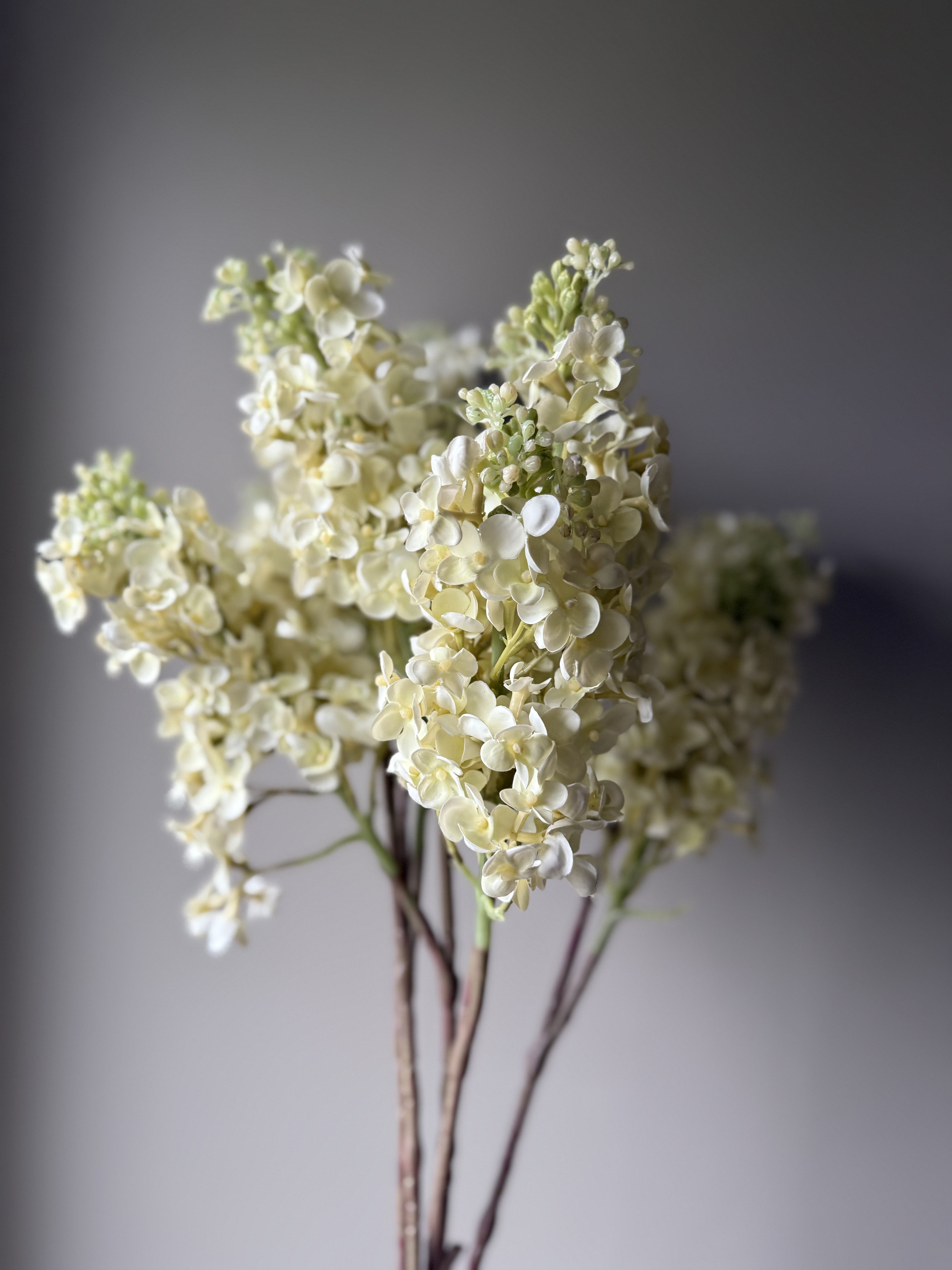 Syrinhortensia kremhvit