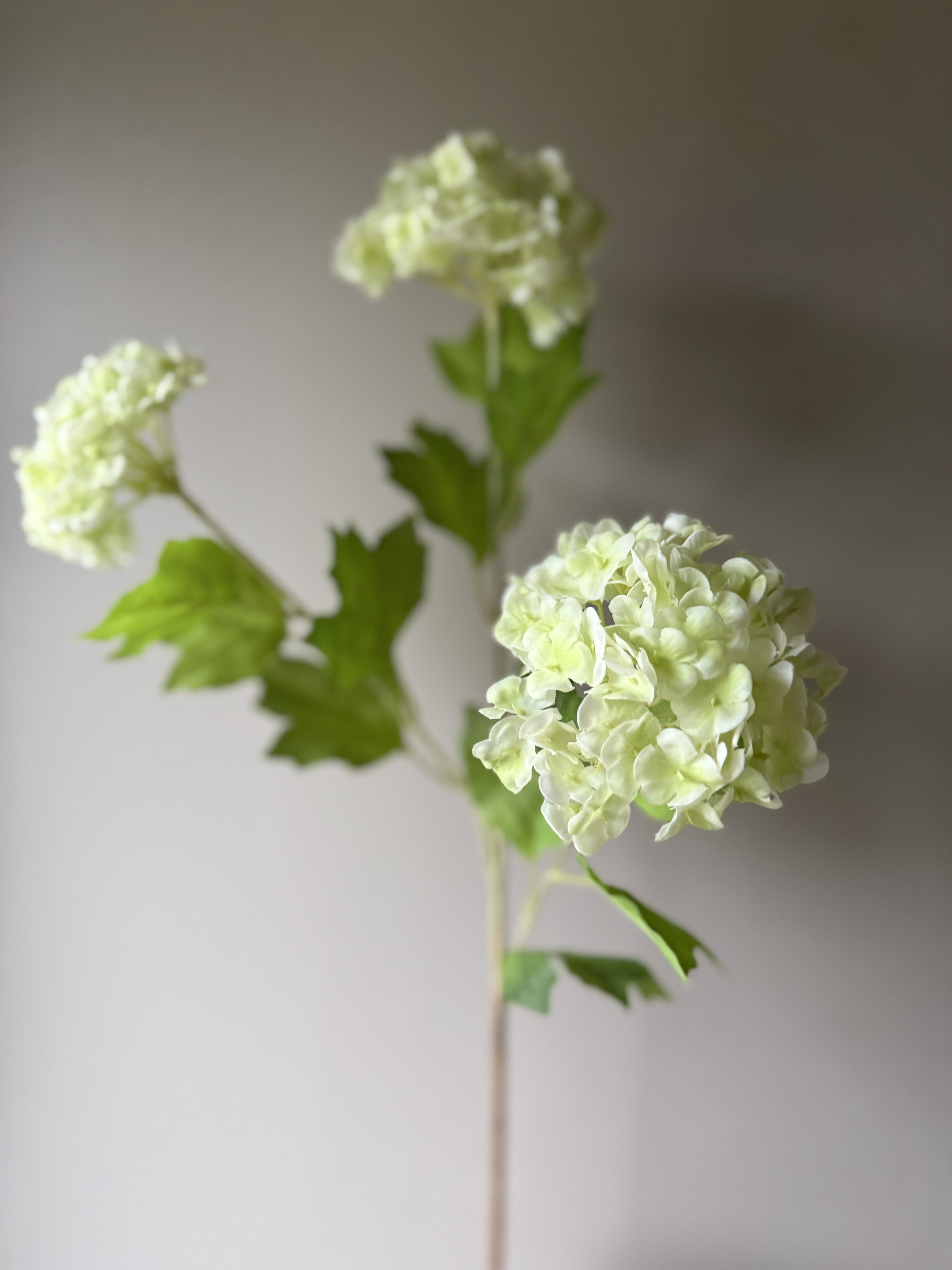 Hortensia lys grønn 3