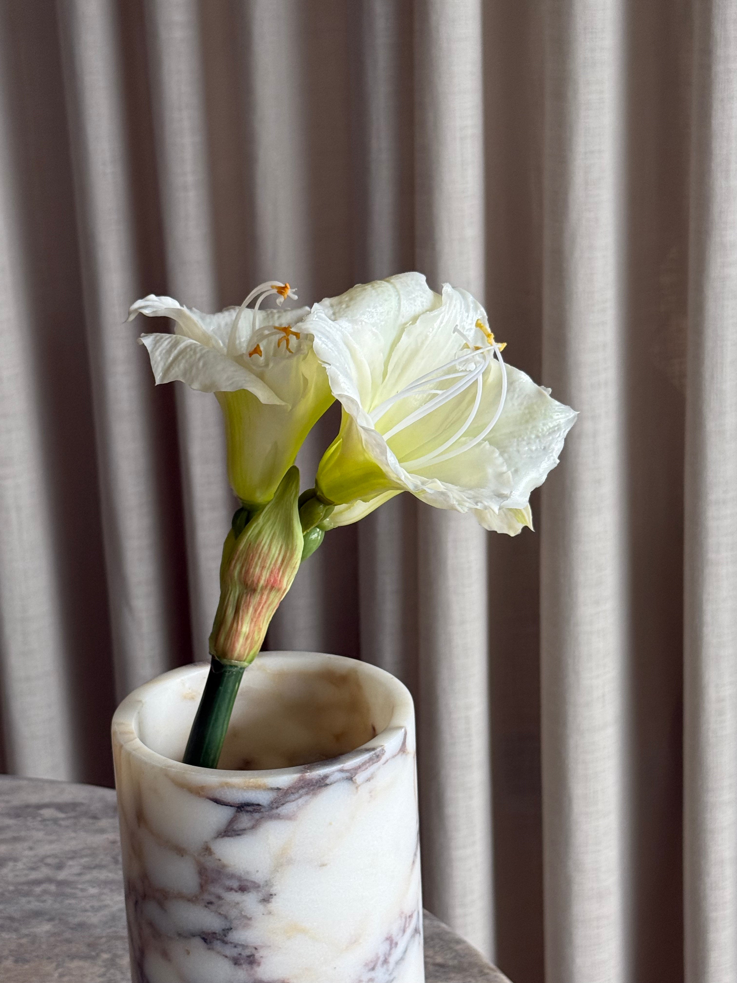 Amaryllis hvit