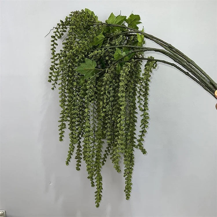 Amaranthus