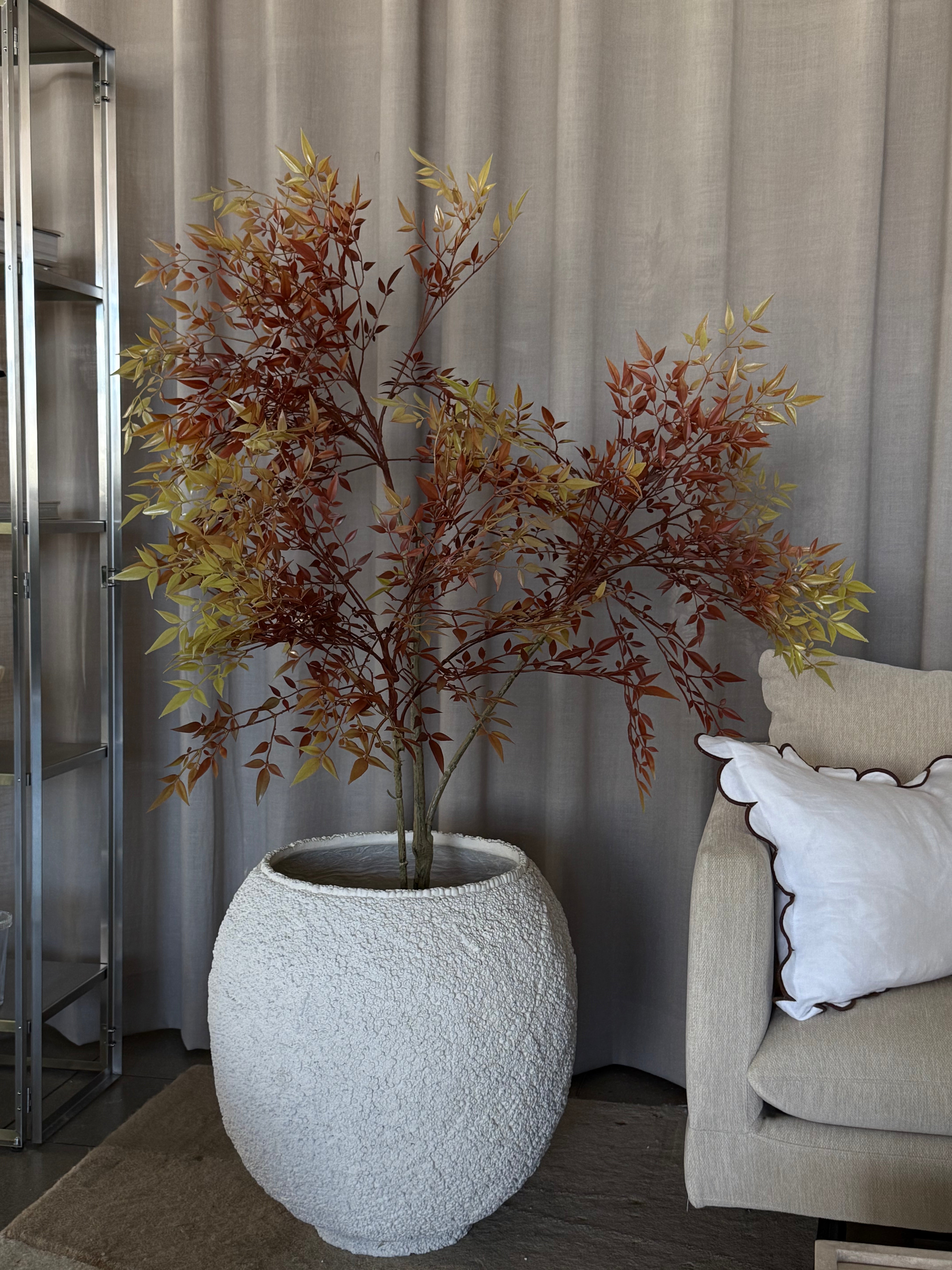 Japansk lønn 180 cm