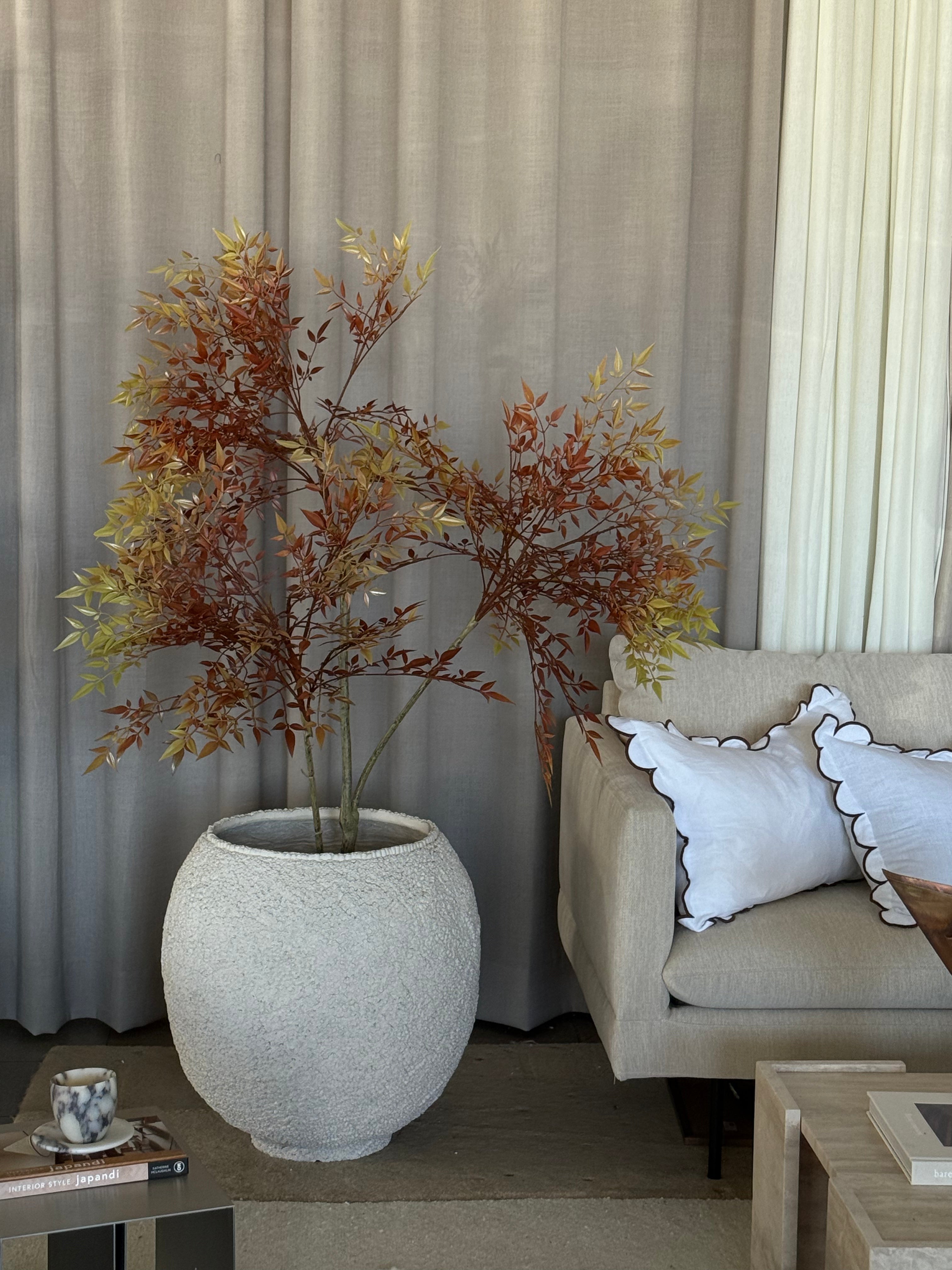 Japansk lønn 180 cm