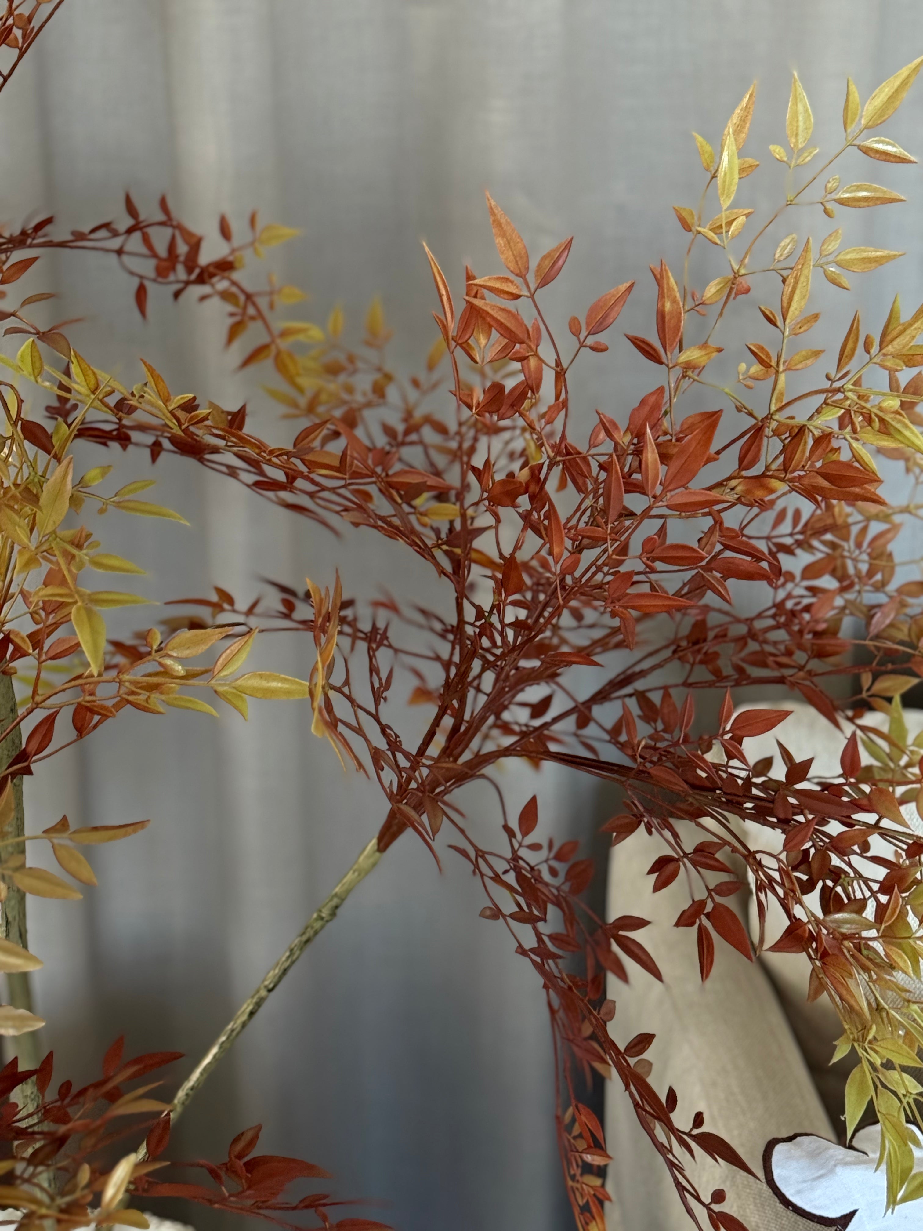 Japansk lønn 180 cm