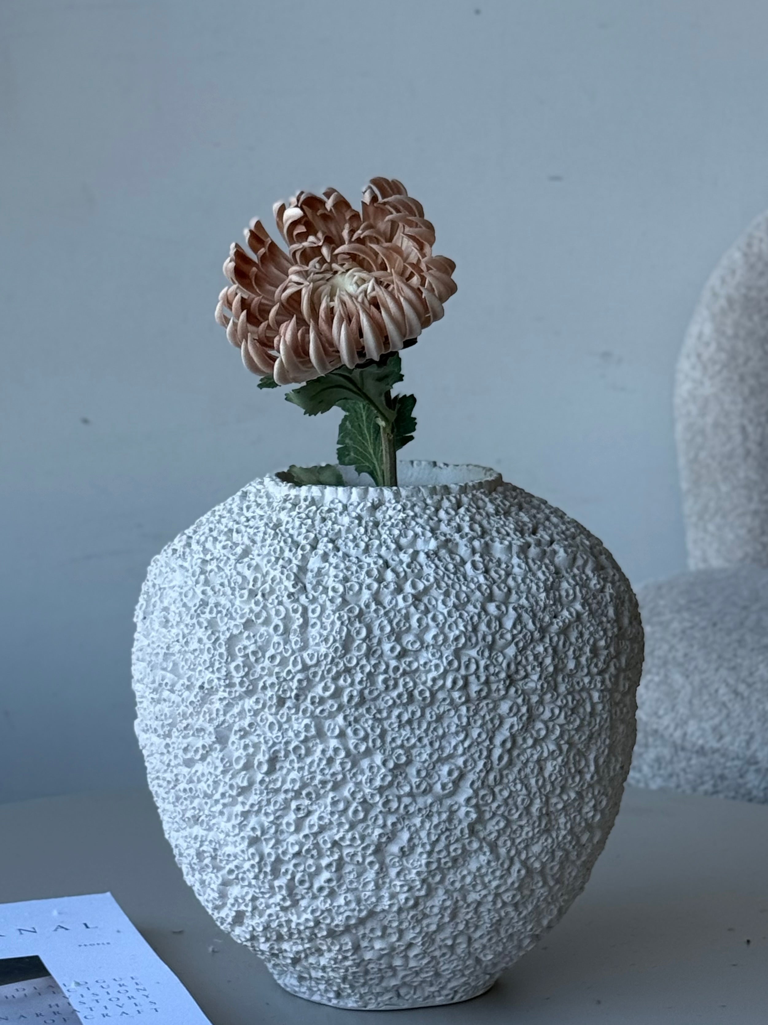Krysantemum beige